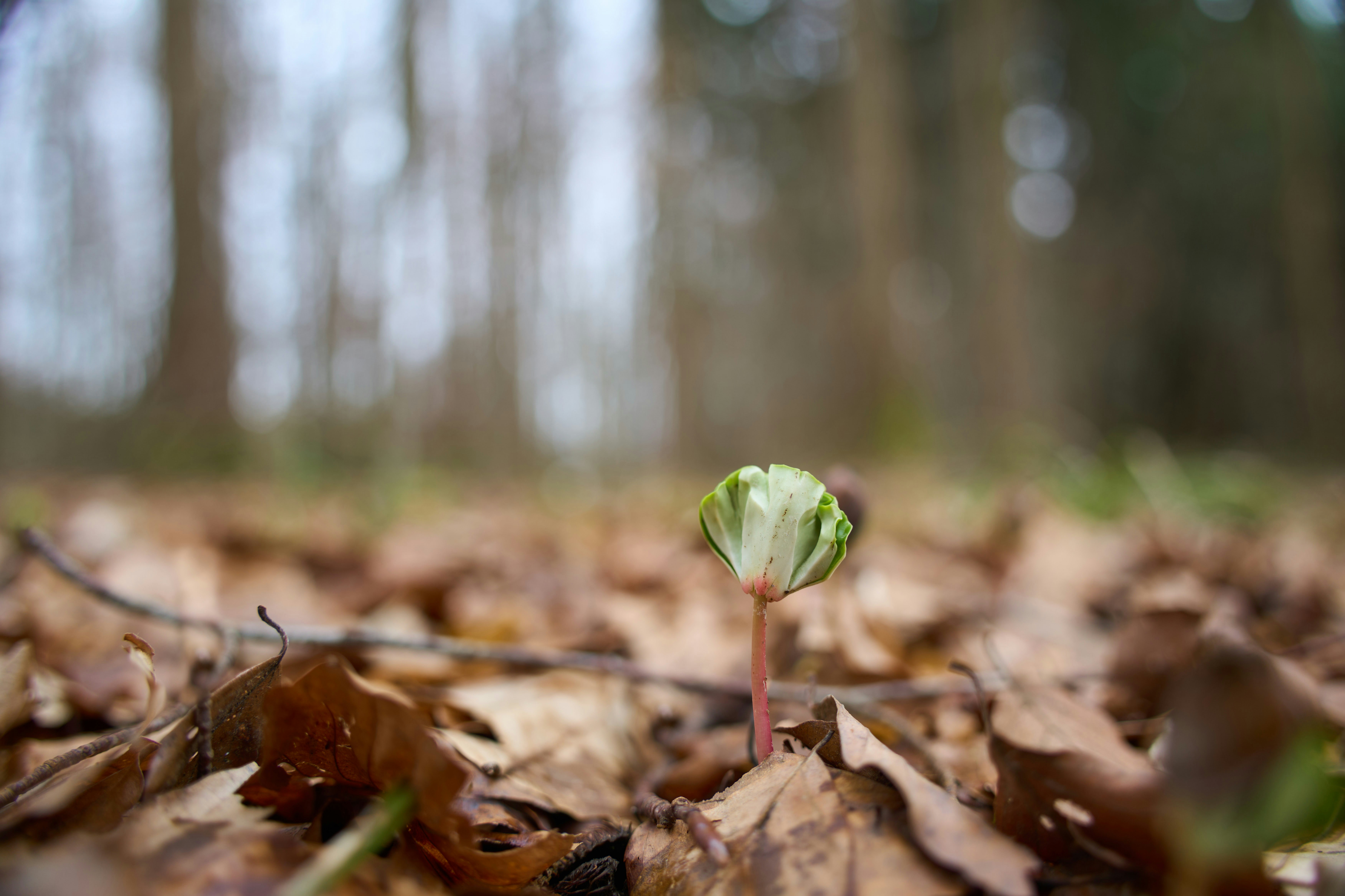 Photo by wolfgang_hasselmann