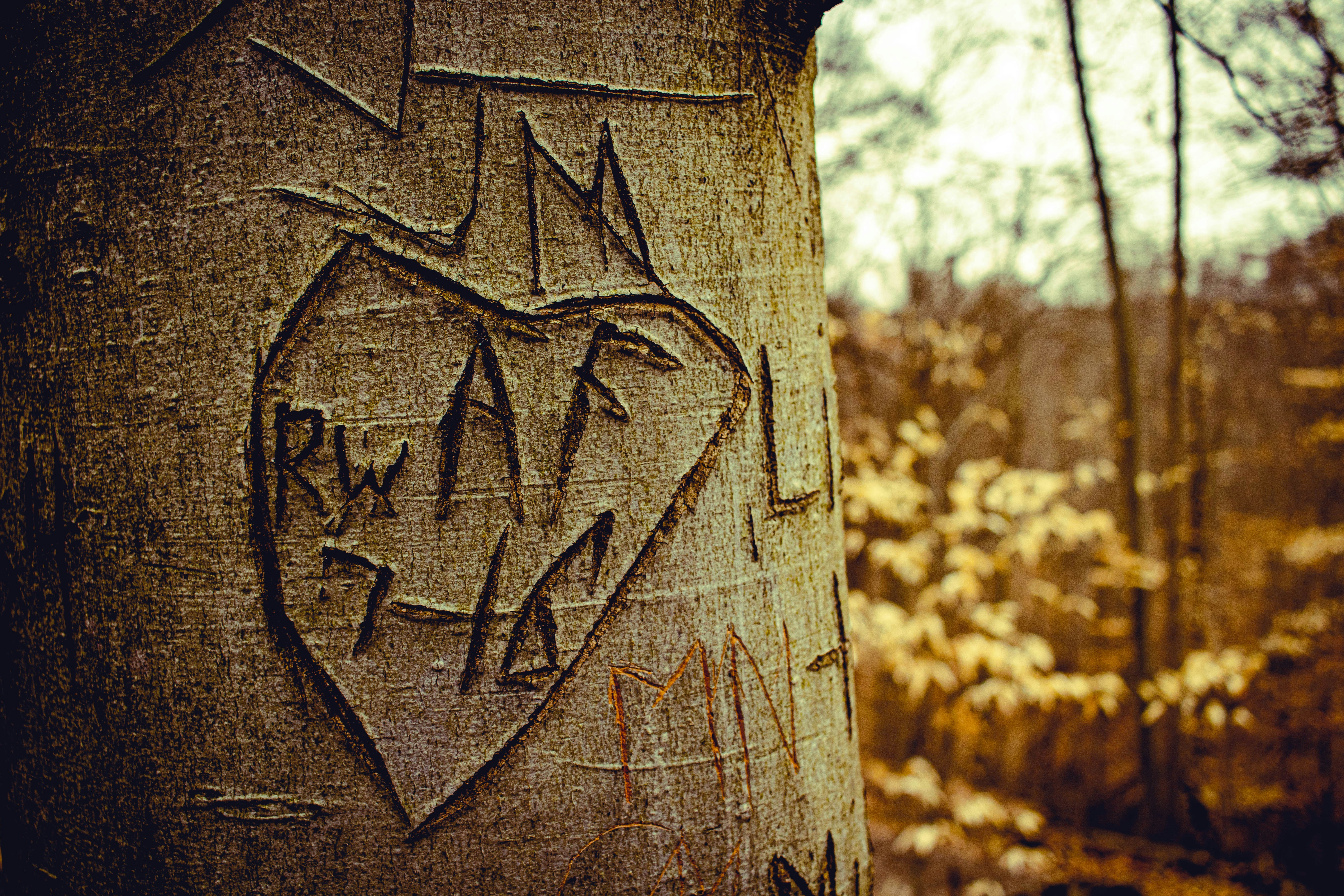 A tree with a heart carved on it