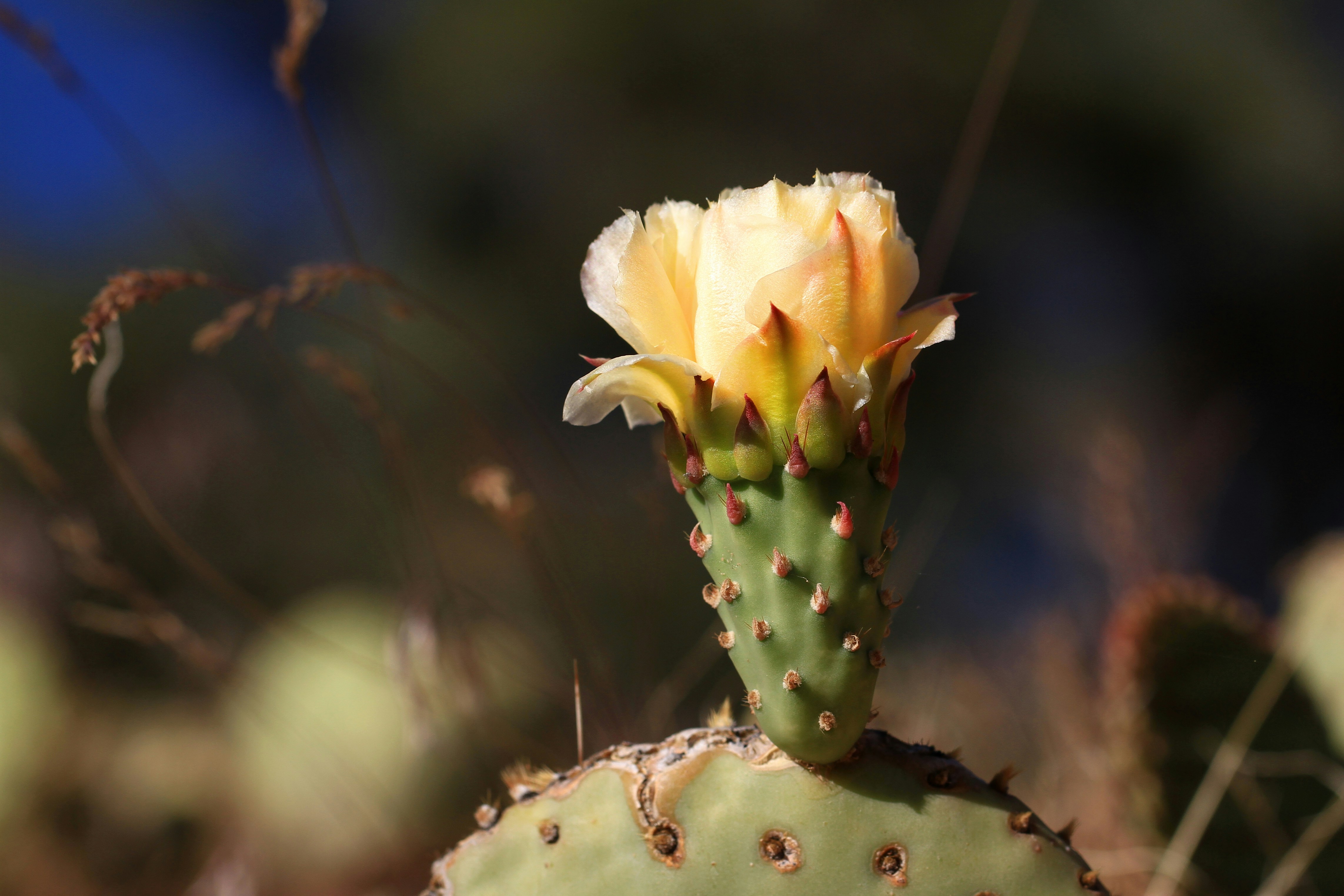 Photo by gyostimages