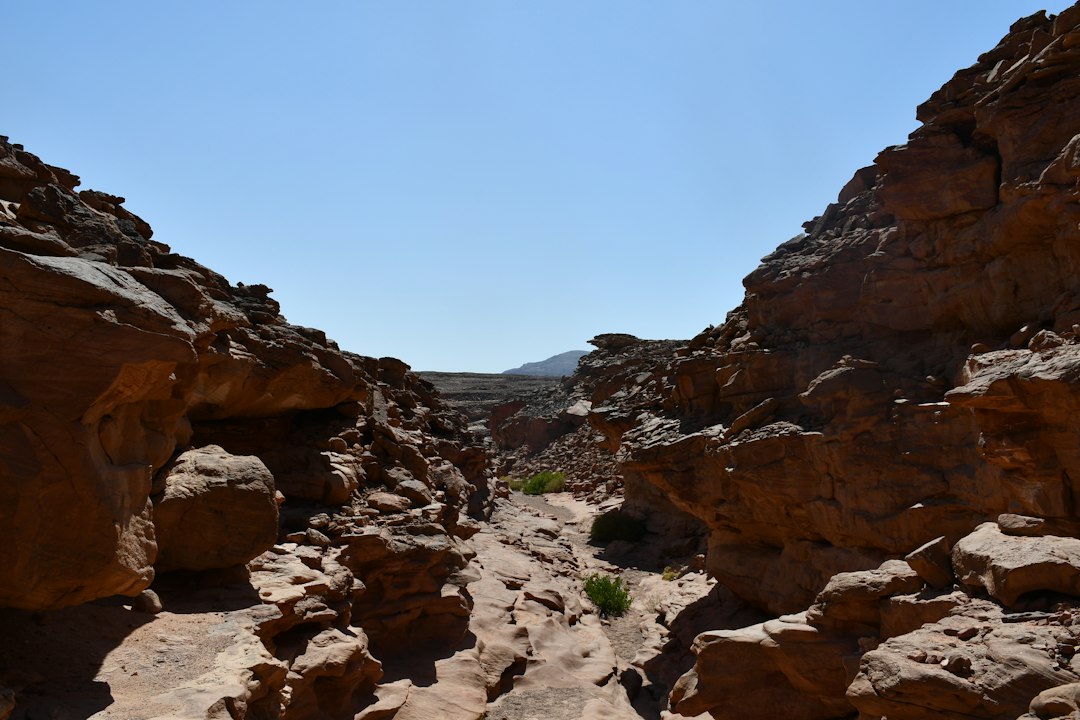 A rocky area with rocks and plants growing out of it,