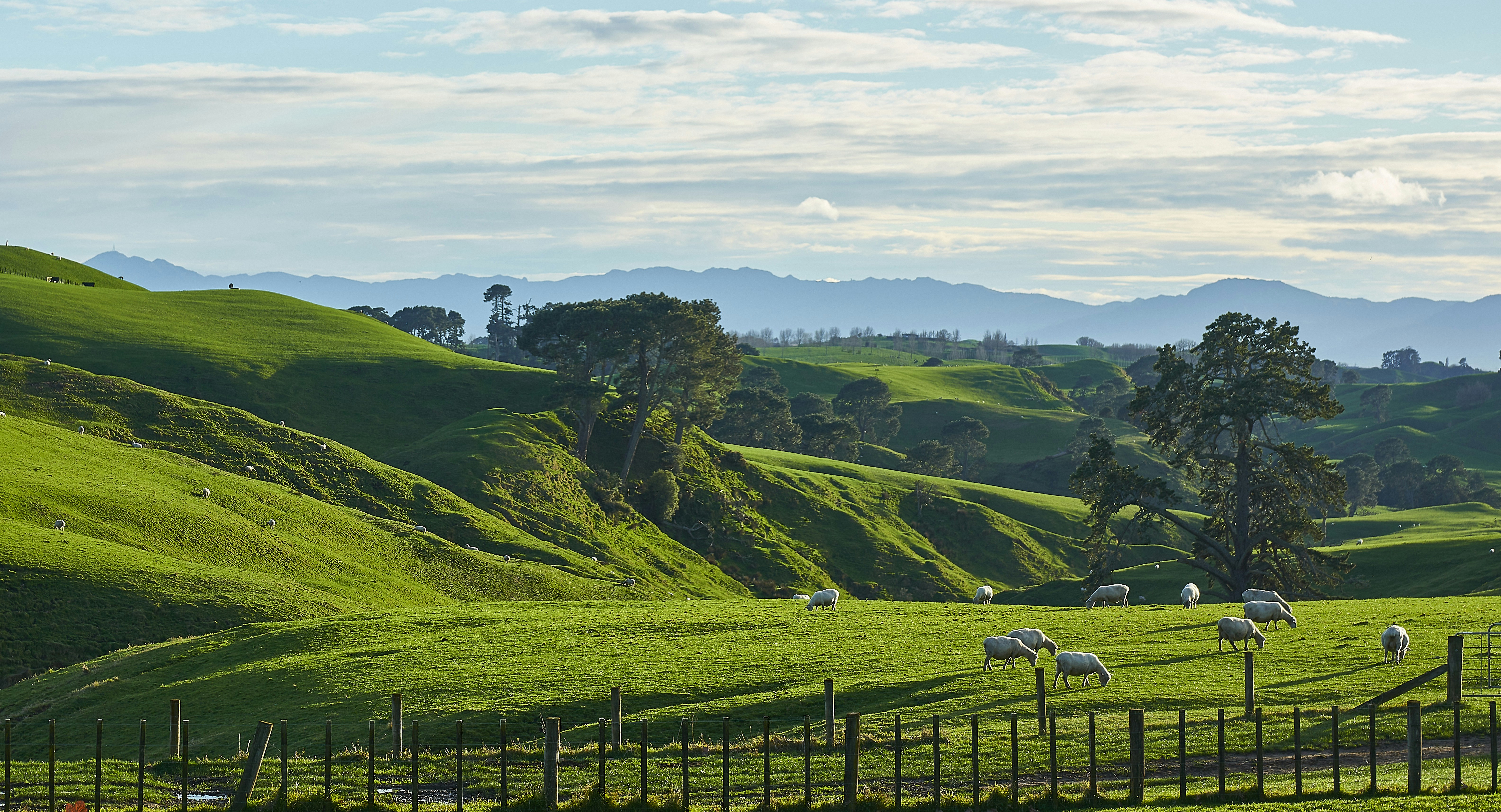 Eine Herde Schafe, die auf einem saftig grünen Hügel grasen