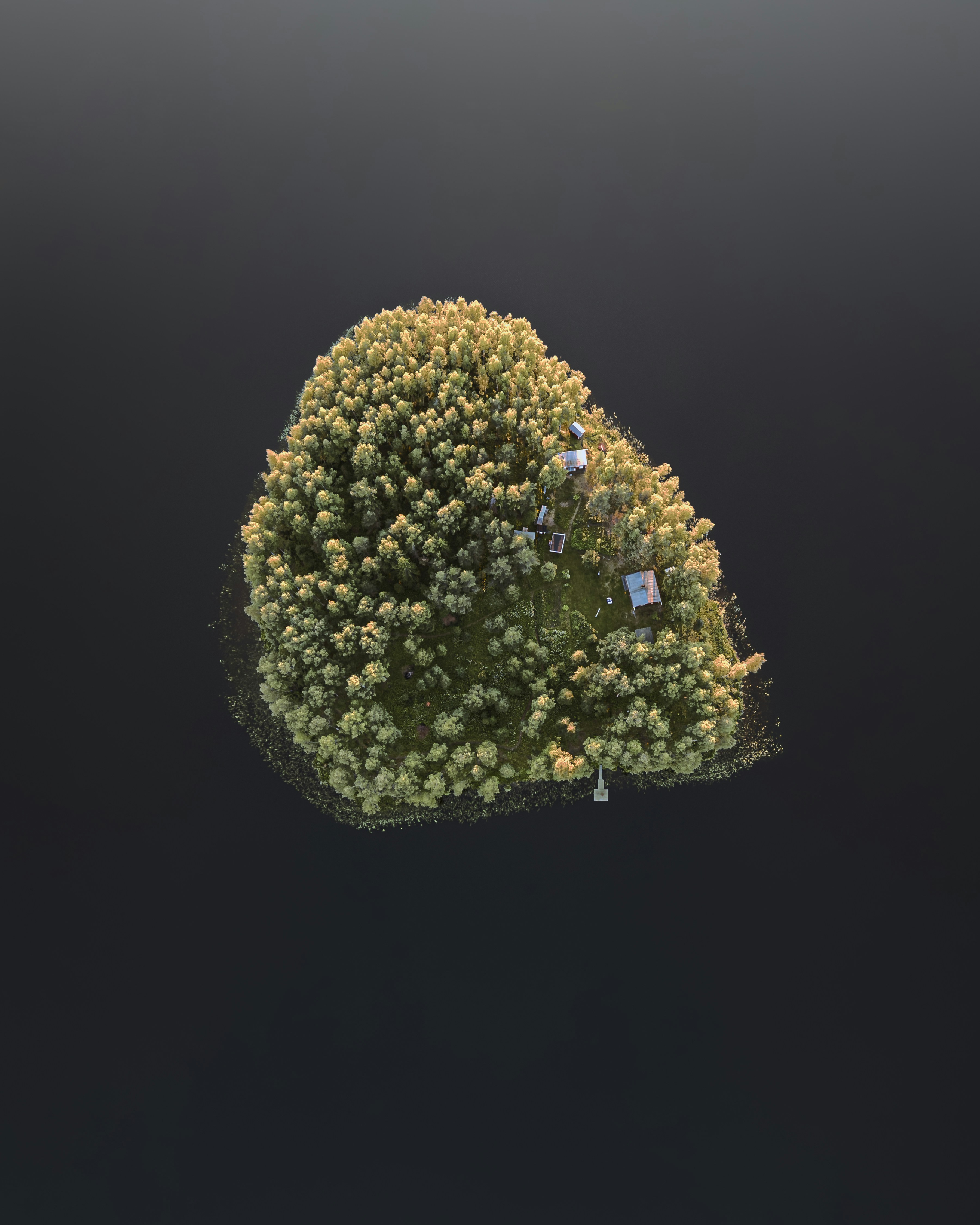 An aerial view of a tree in the water