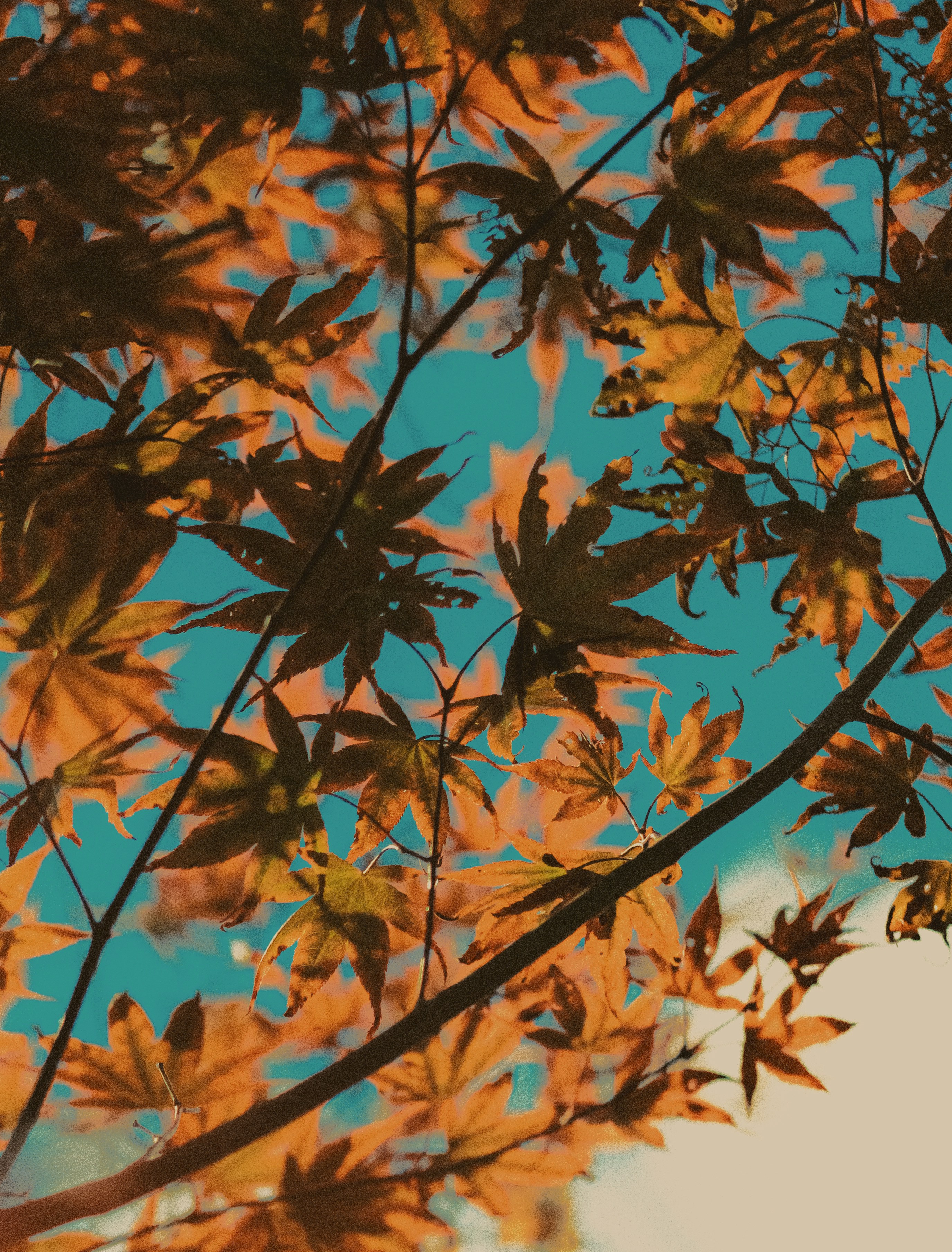 Photo by linusbelanger