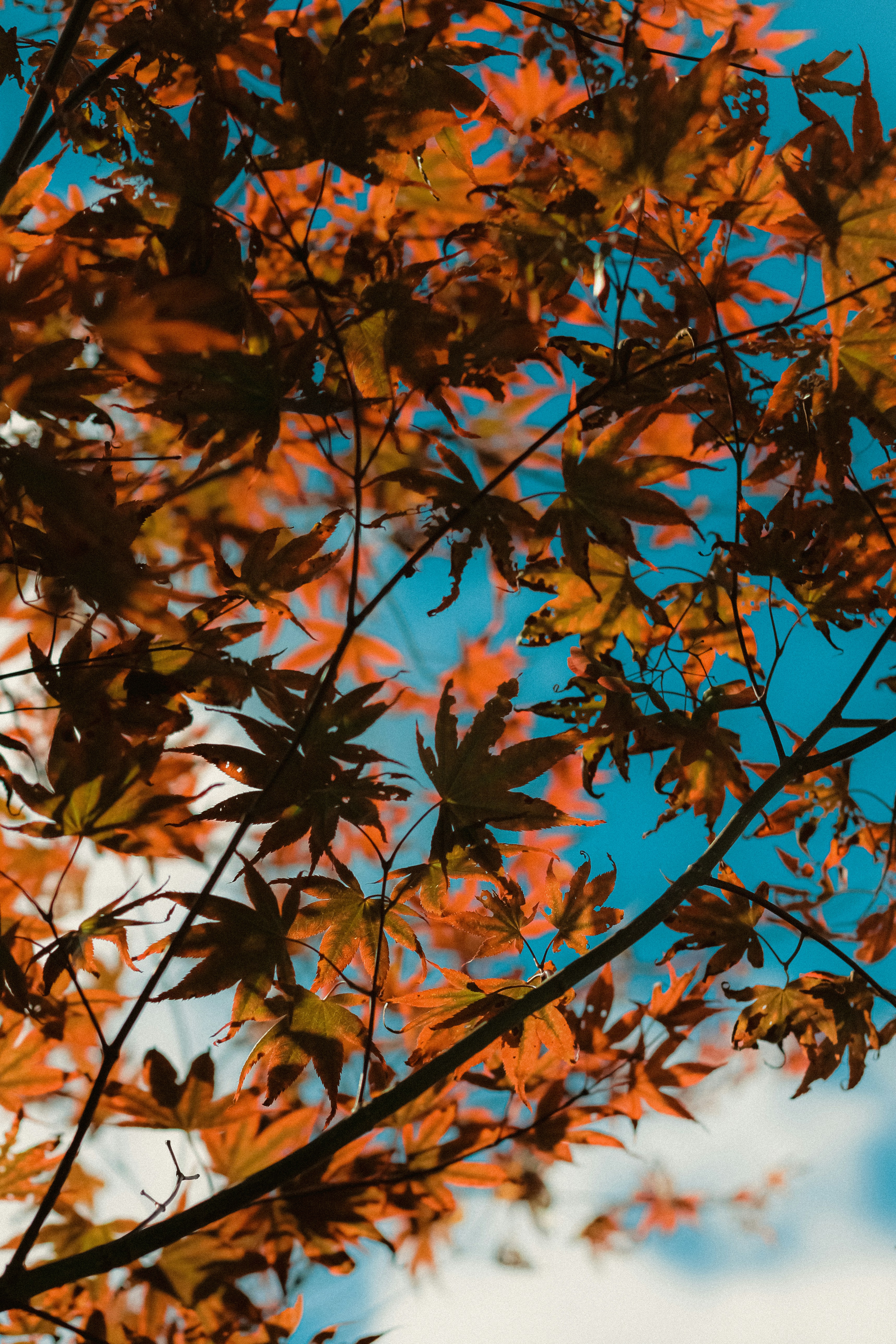 Photo by linusbelanger