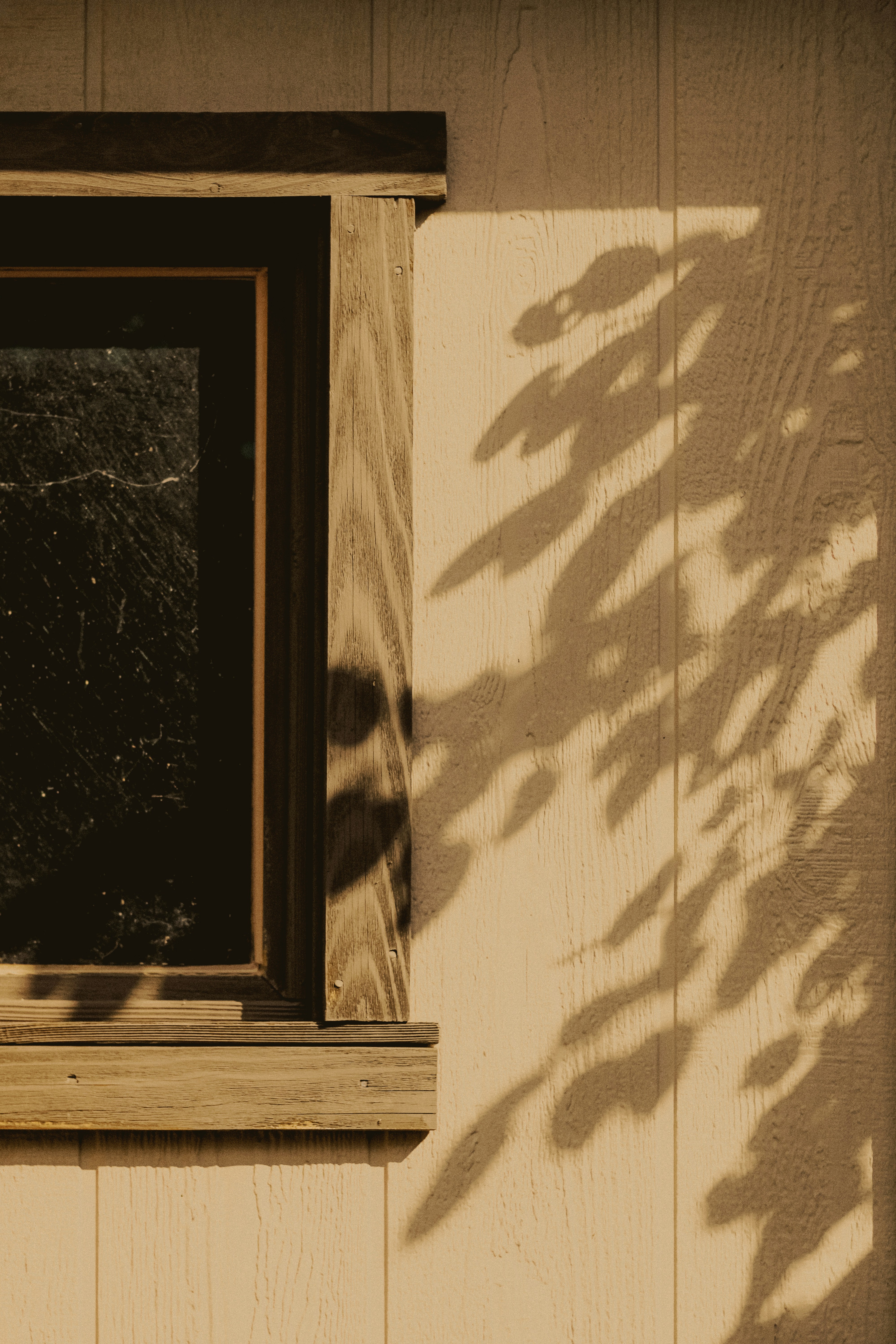 The shadow of a tree on the side of a building