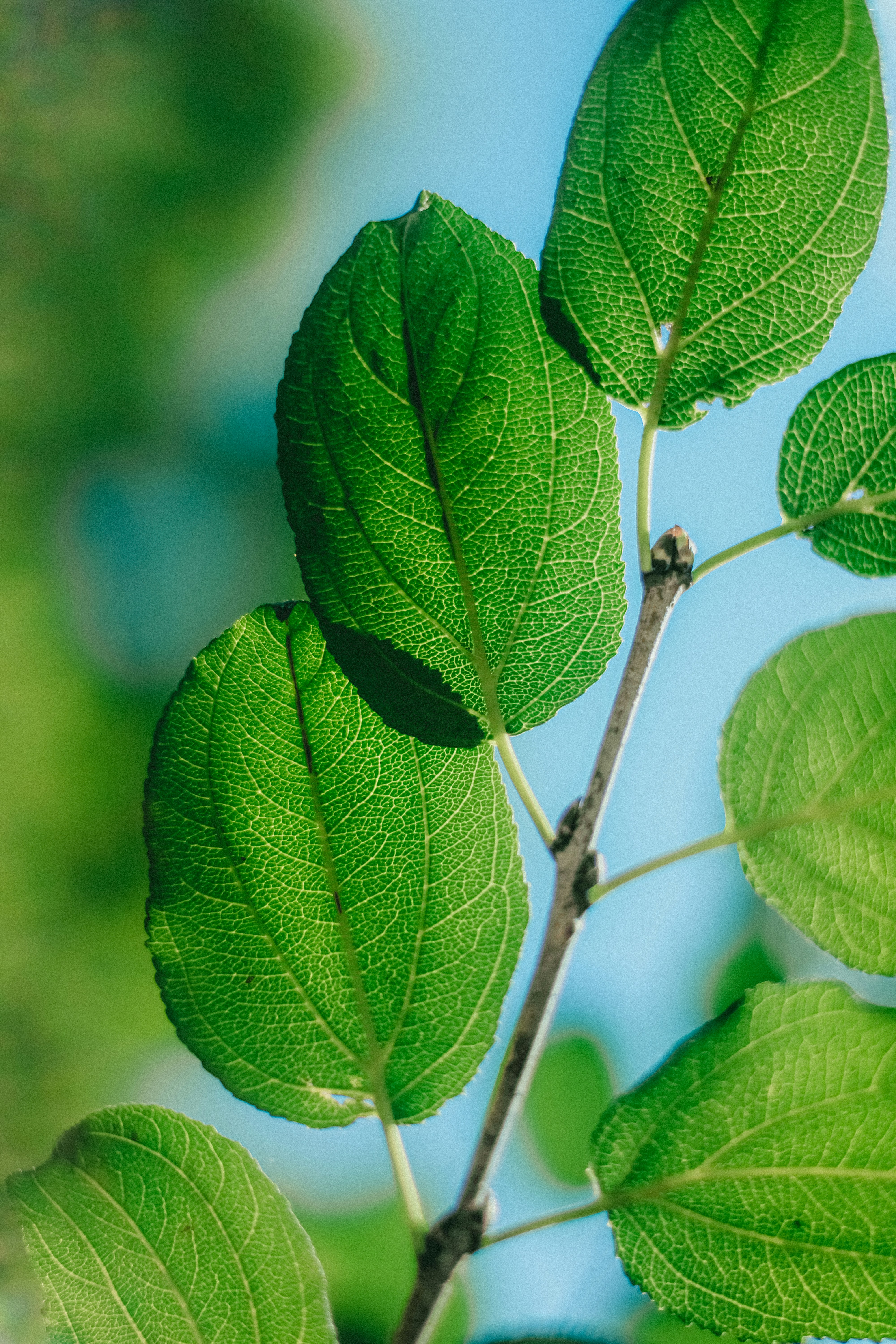 Photo by linusbelanger