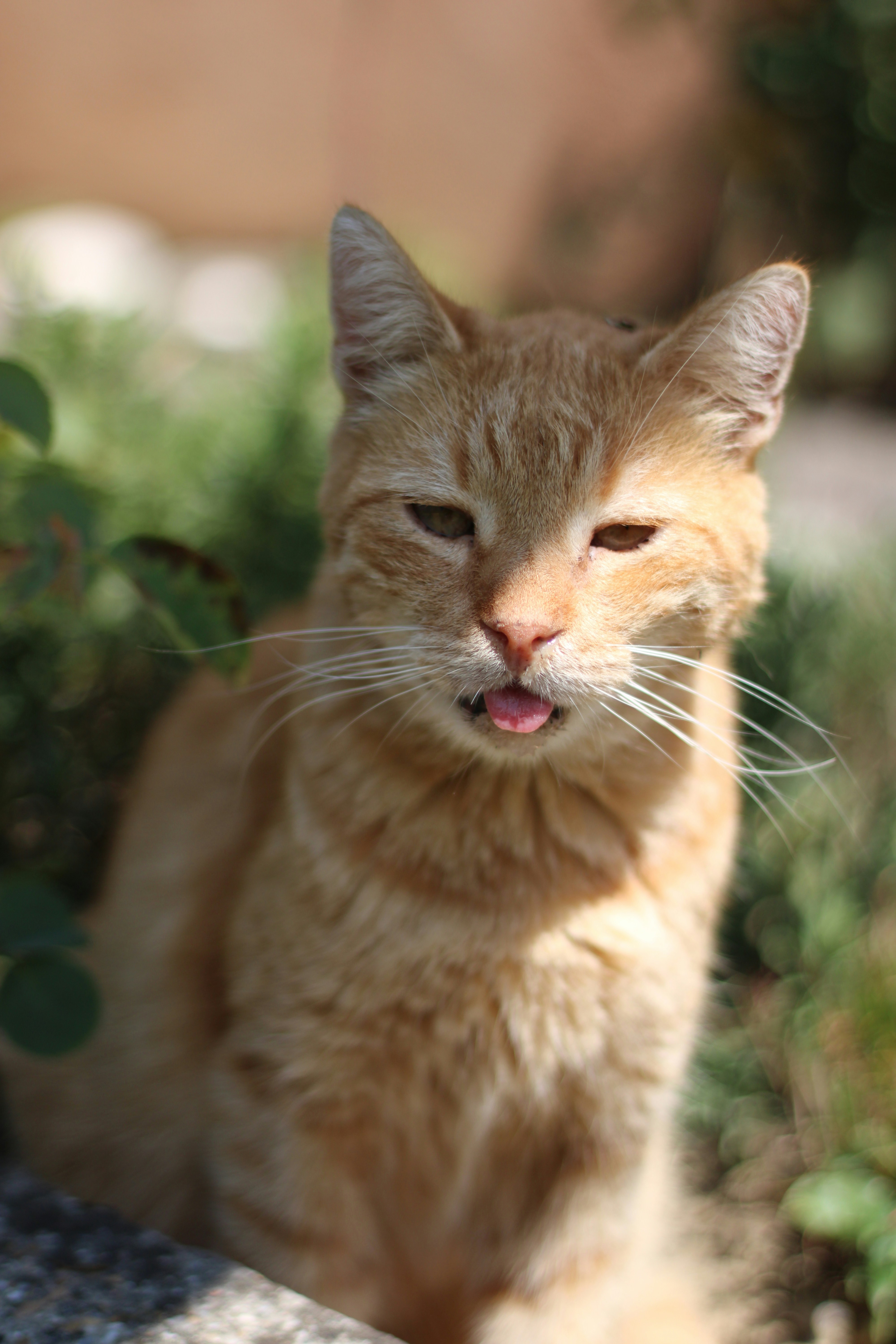 An orange cat sitting on top of a cement slab