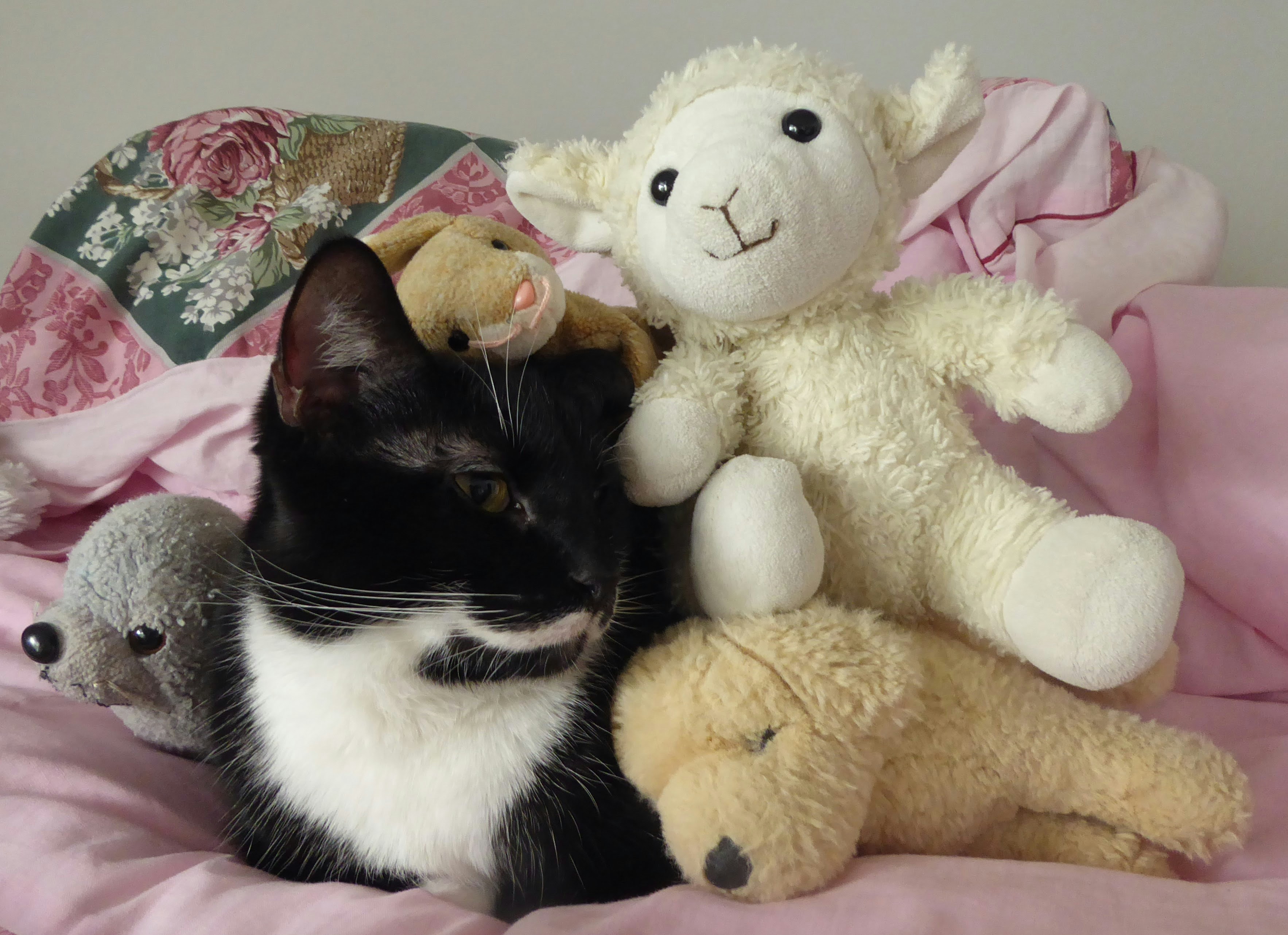 Charm Pandora - Gattino con Fiocco – Gianni Gioielleria, image size:3000x2177