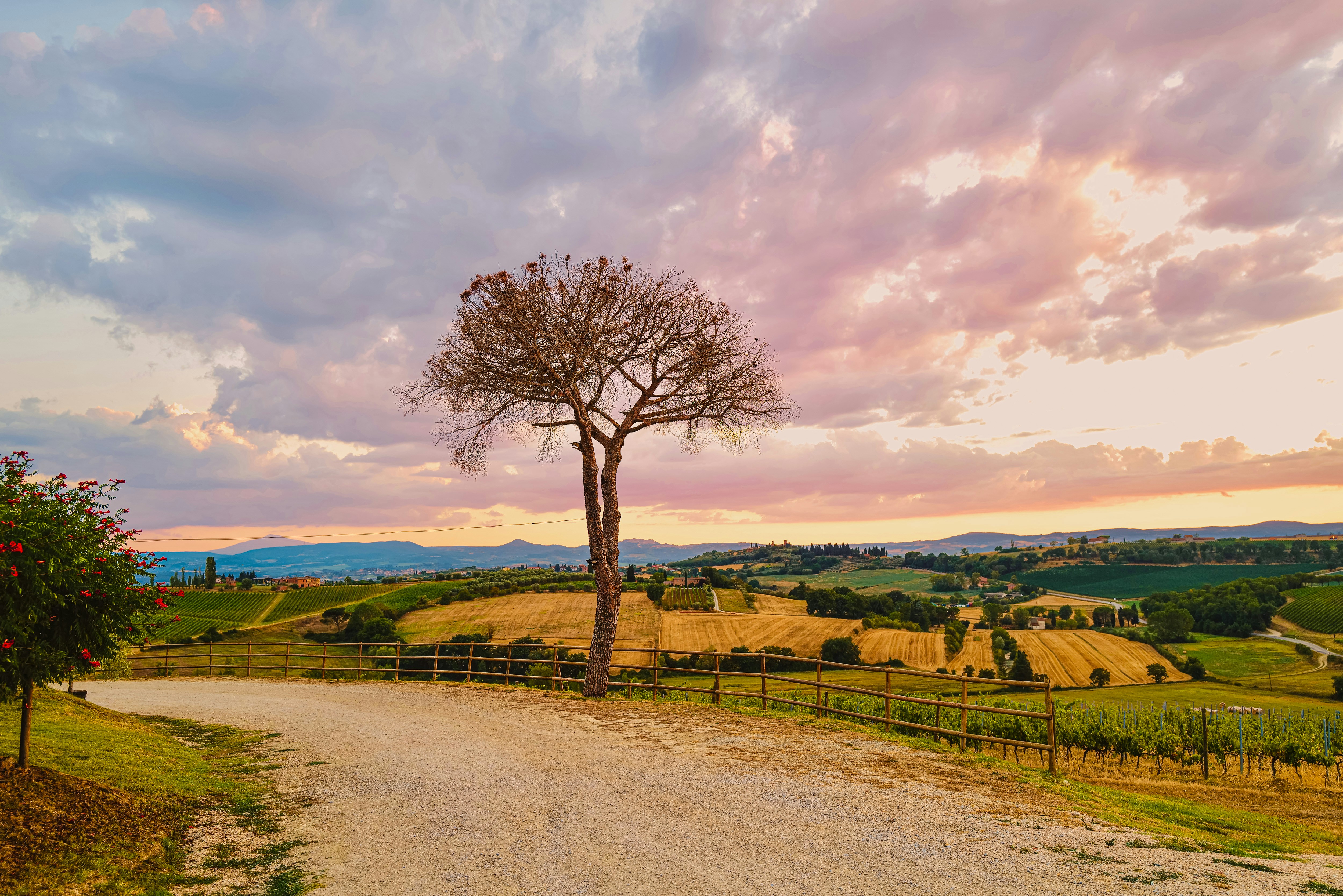 Ein Feldweg mit einem Baum am Rand