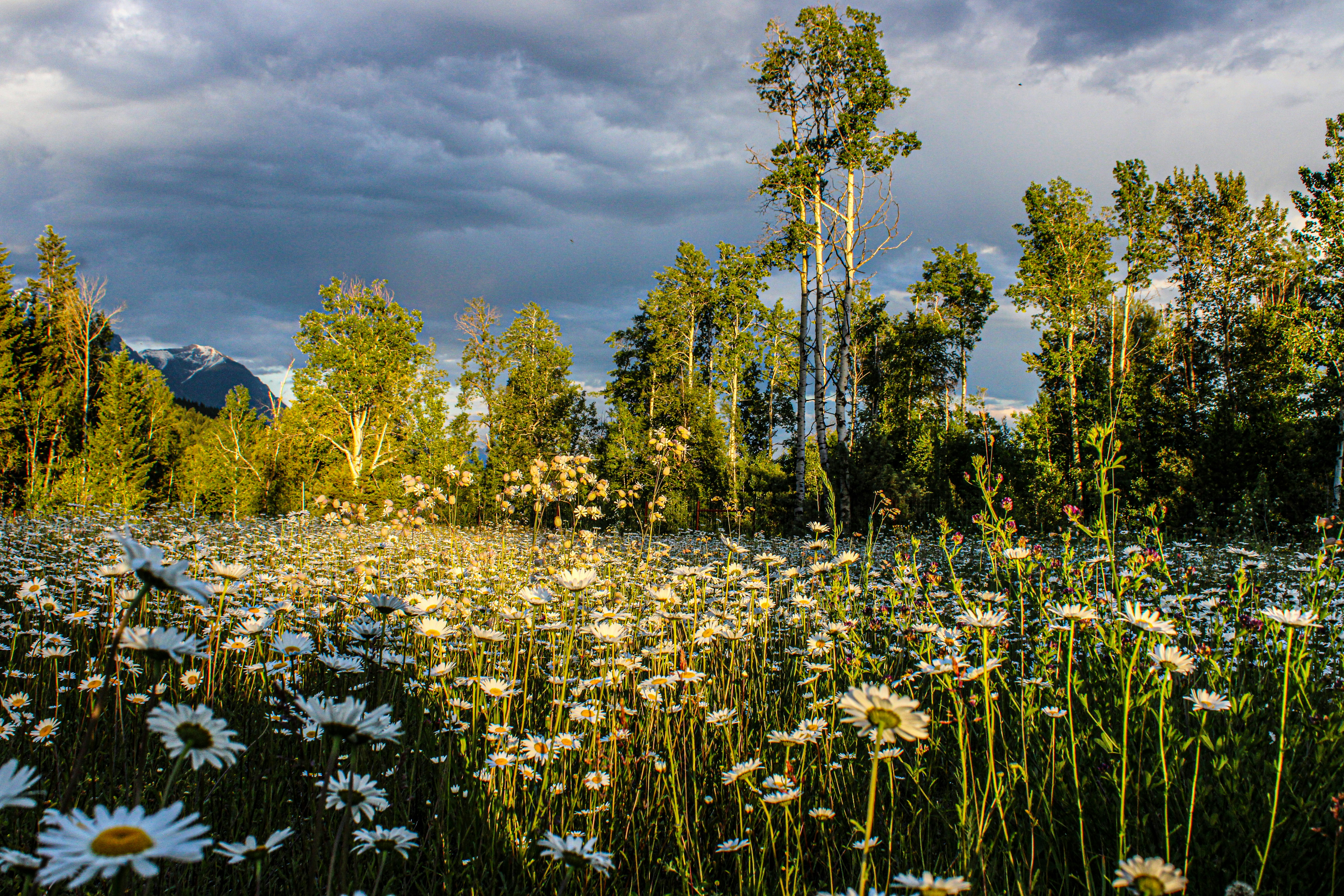 A field full of white flowers under a cloudy sky