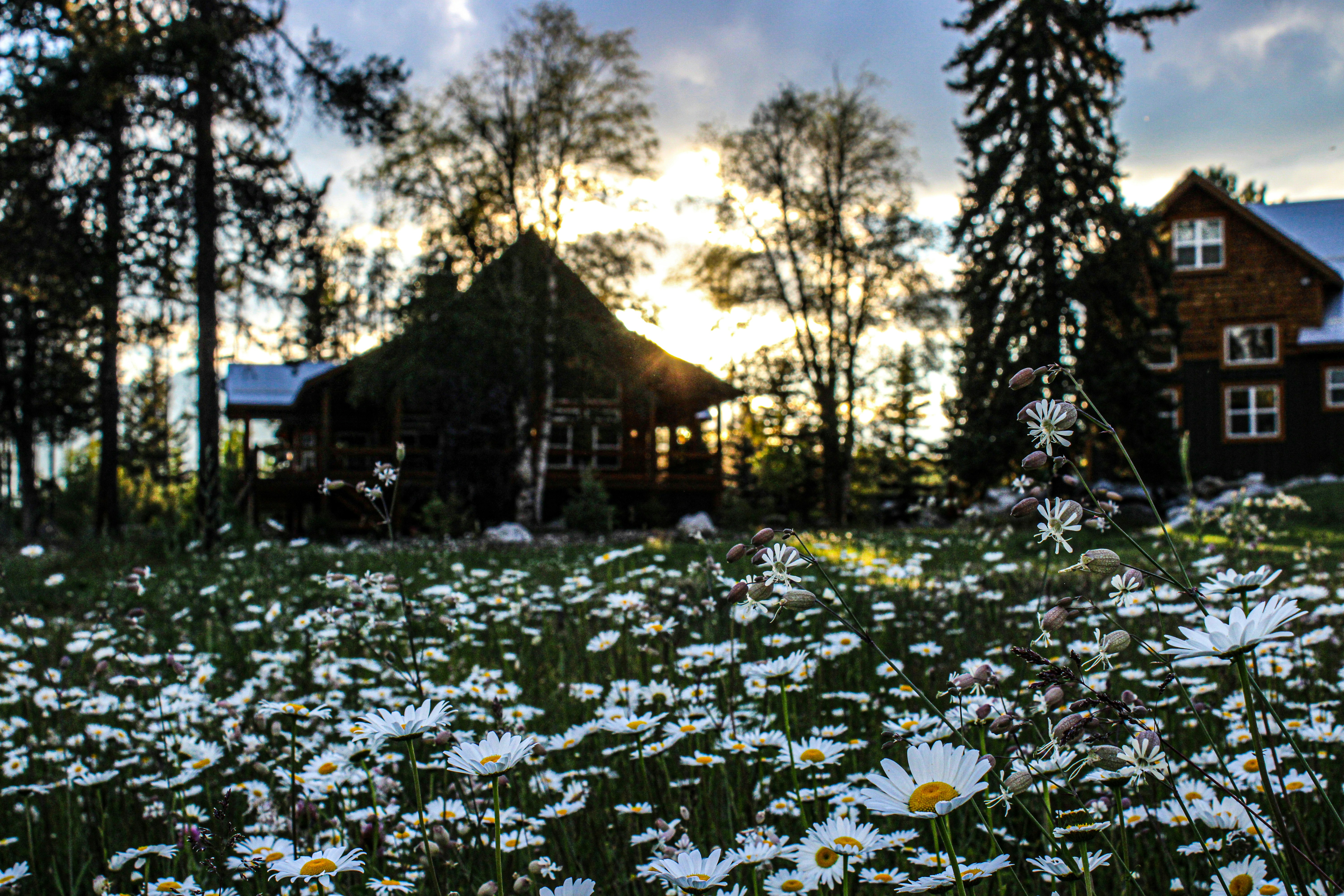 A field of daisies in front of a house