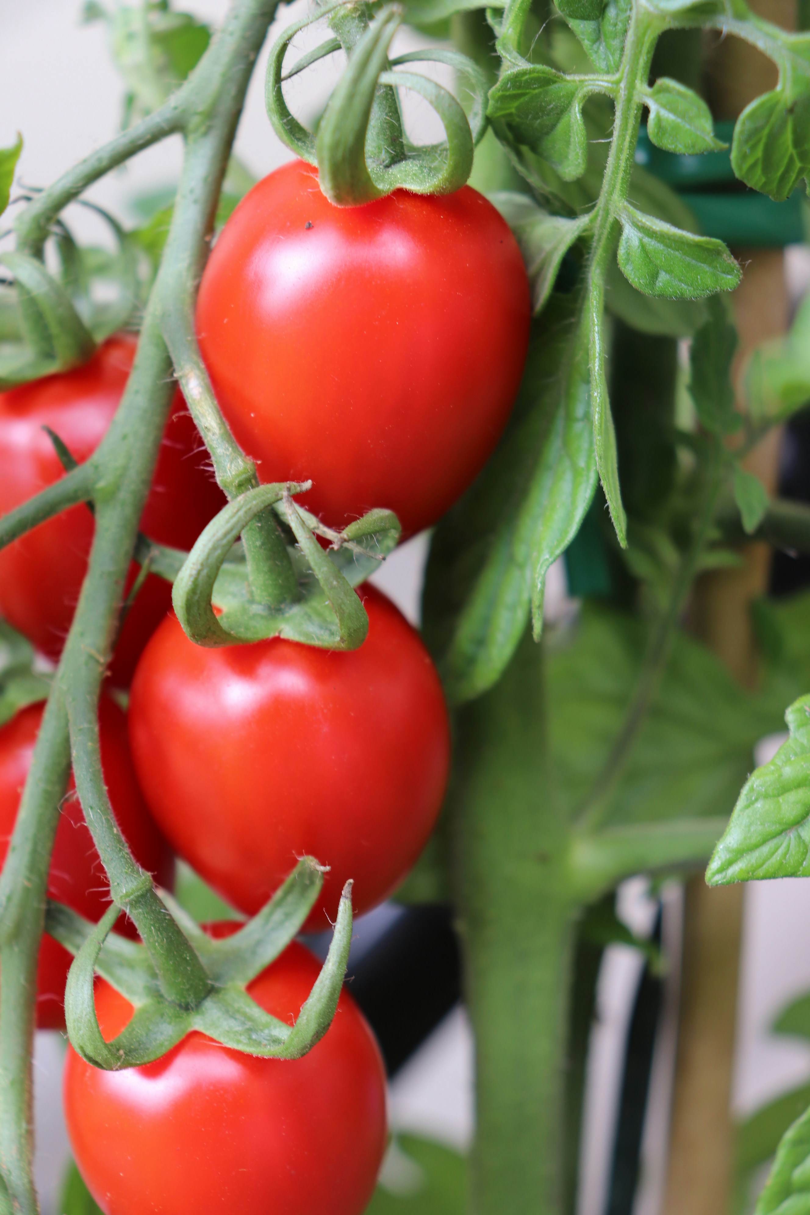 A bunch of tomatoes growing on a plant