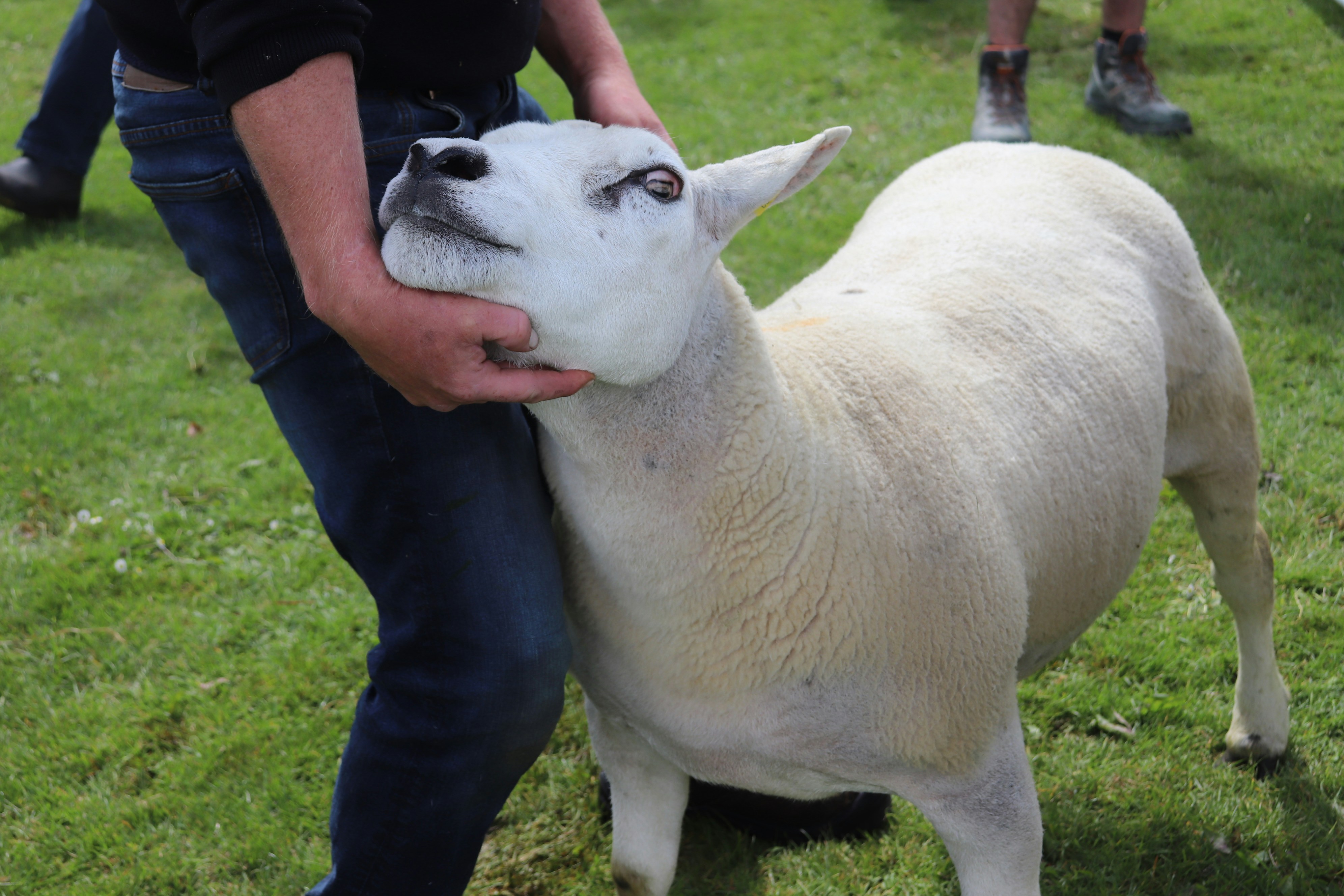 A man is holding a sheep in a field