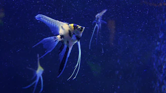A fish that is swimming in some water