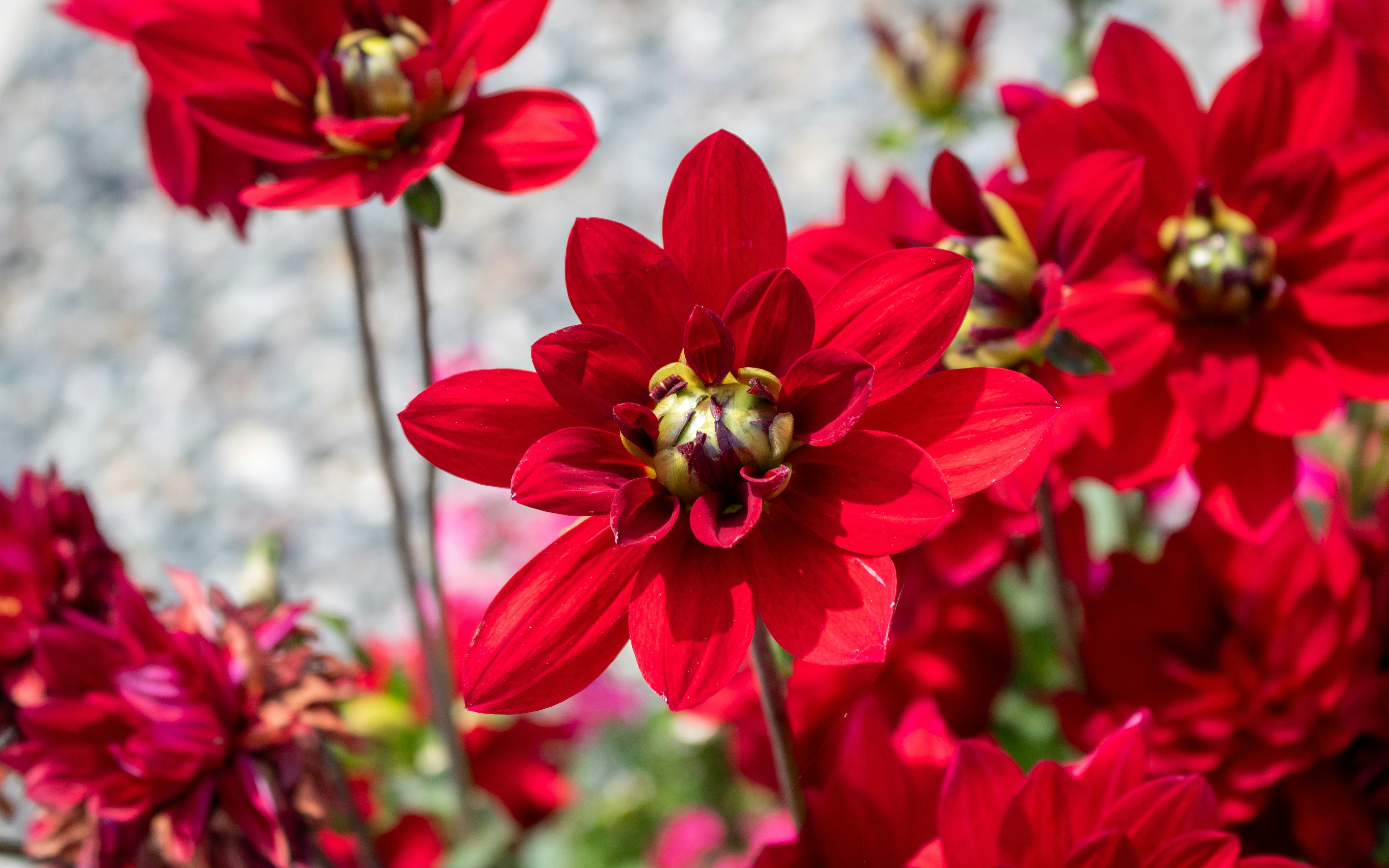 Photo by zoshuacolah