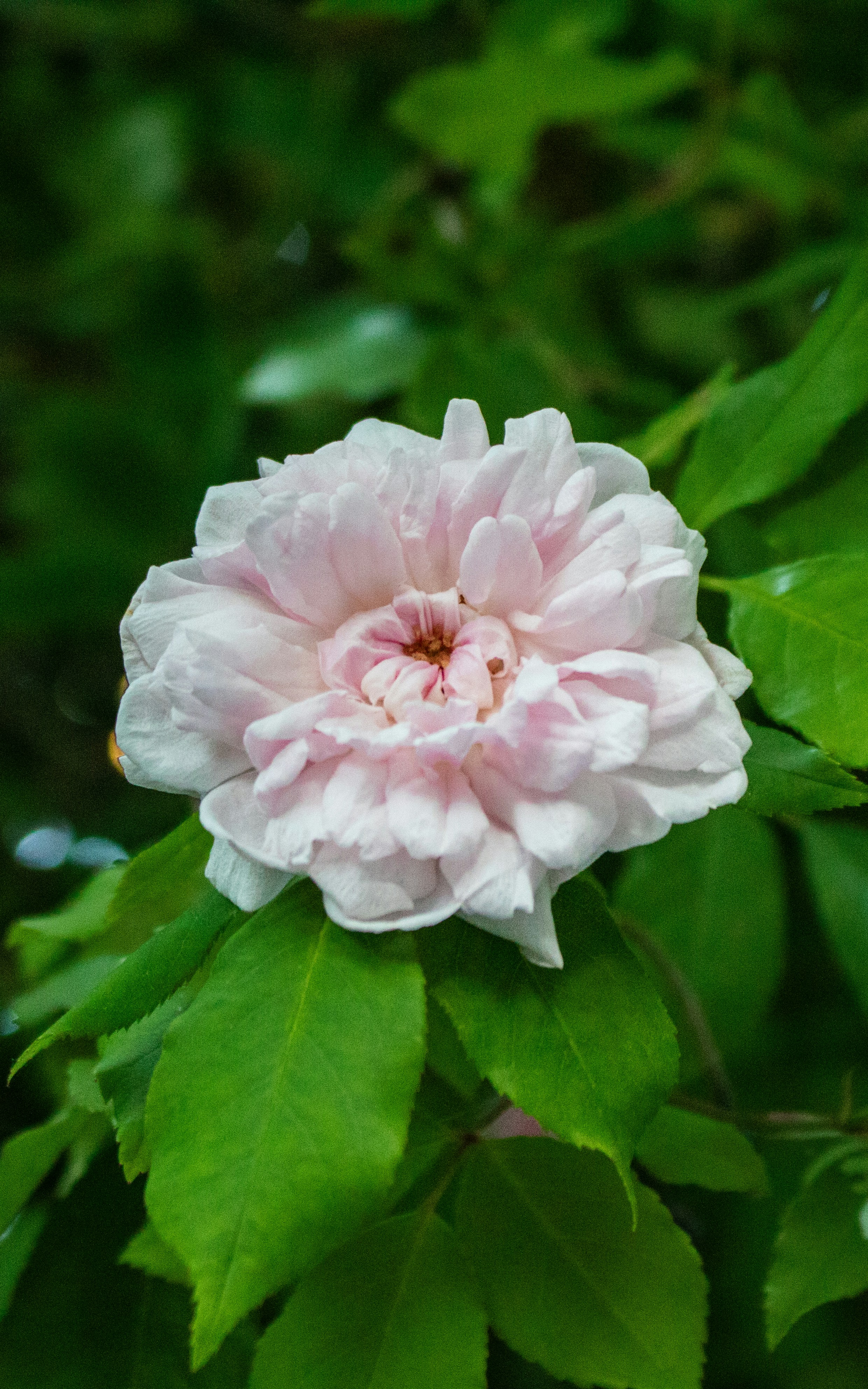 Photo by zoshuacolah