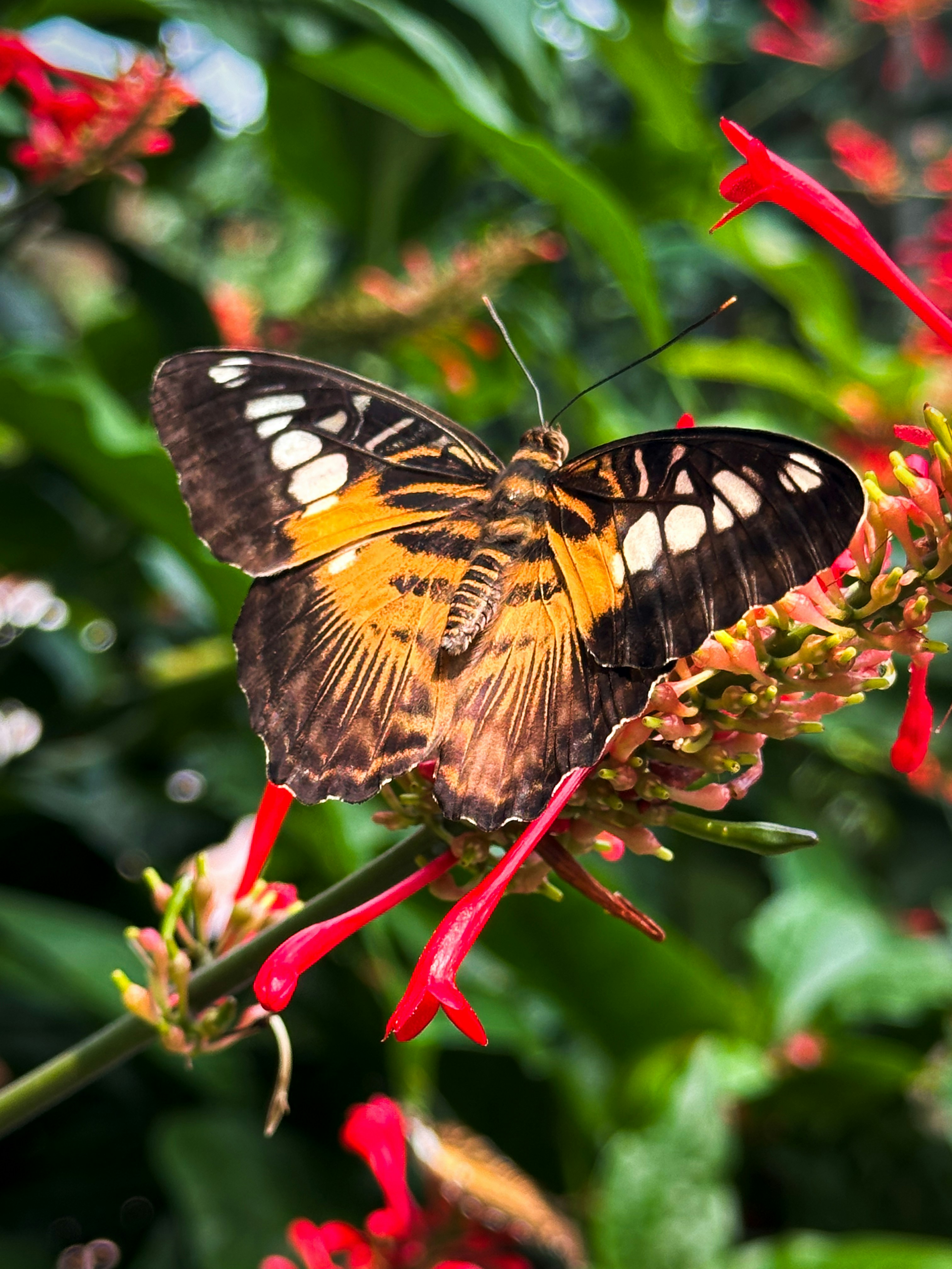 Photo by cntrlcommand