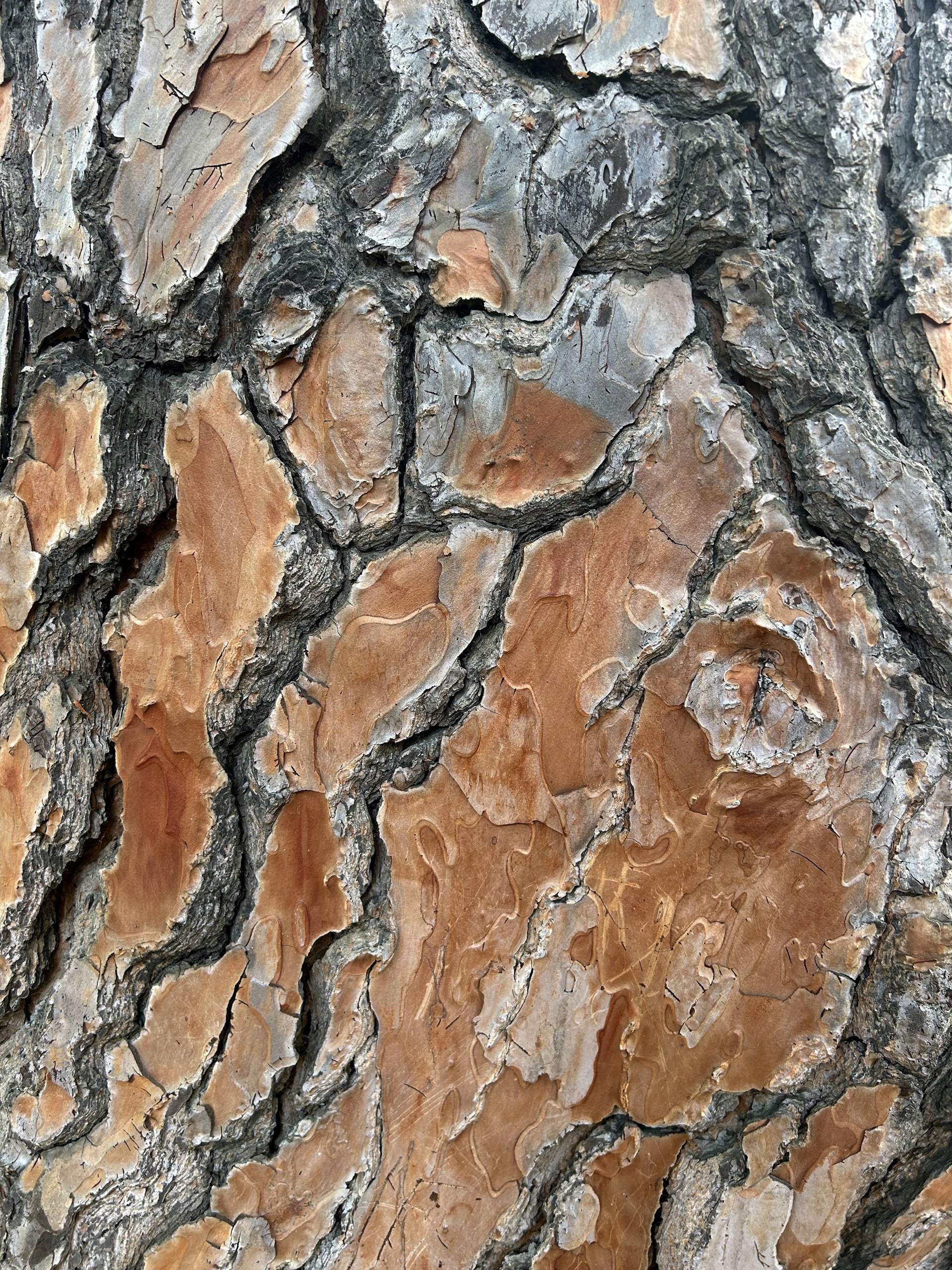 A close up of the bark of a tree