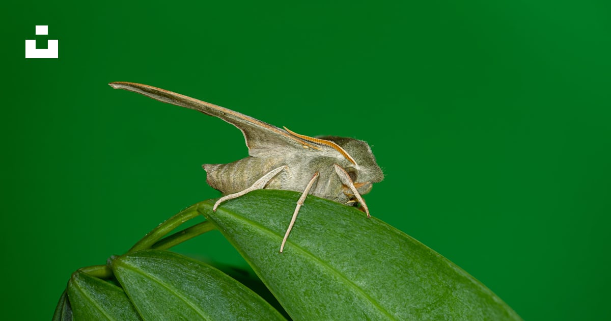 A close up of a small insect on a leaf photo – Free Summer Image on ...