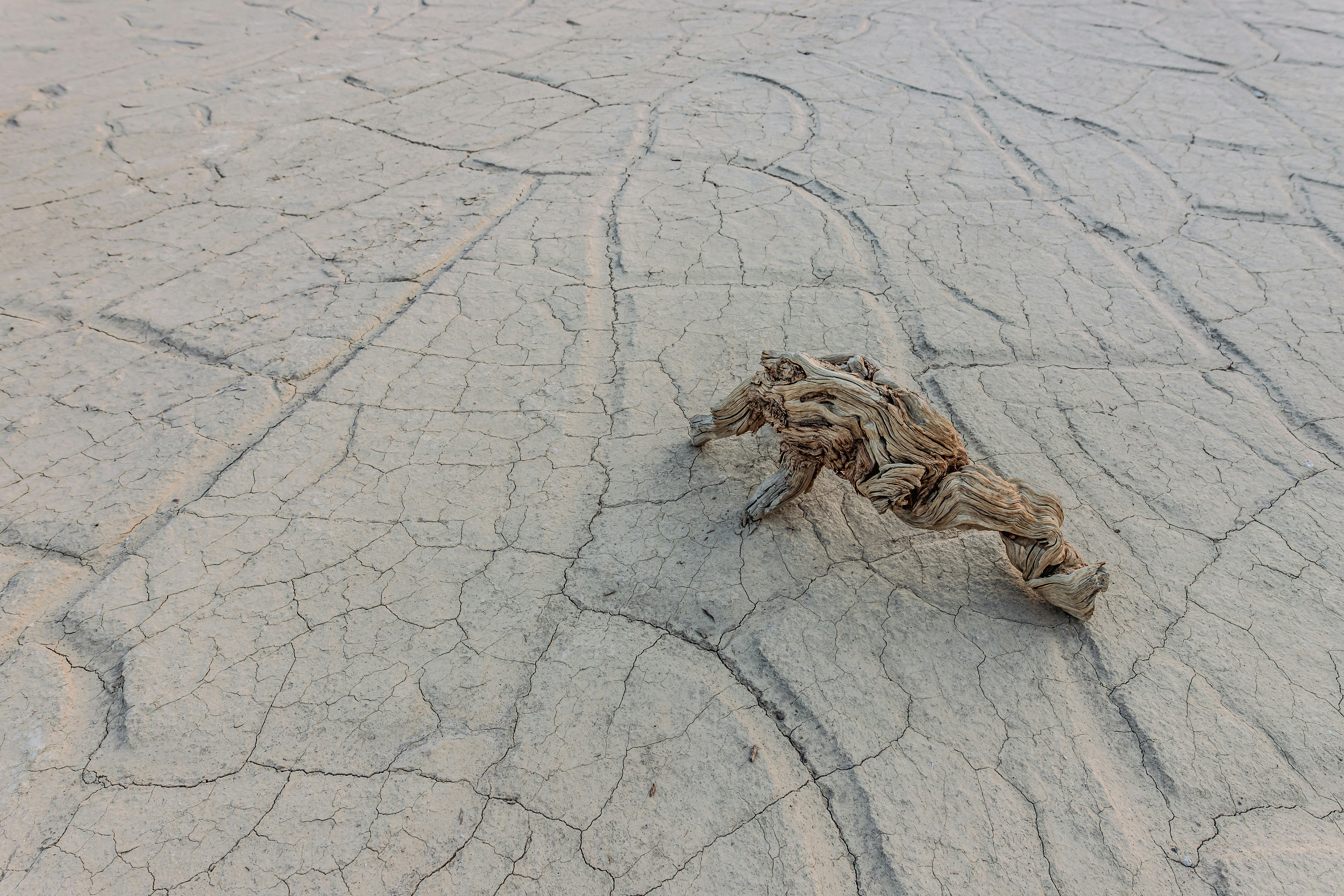 A piece of driftwood sitting on top of a sandy beach