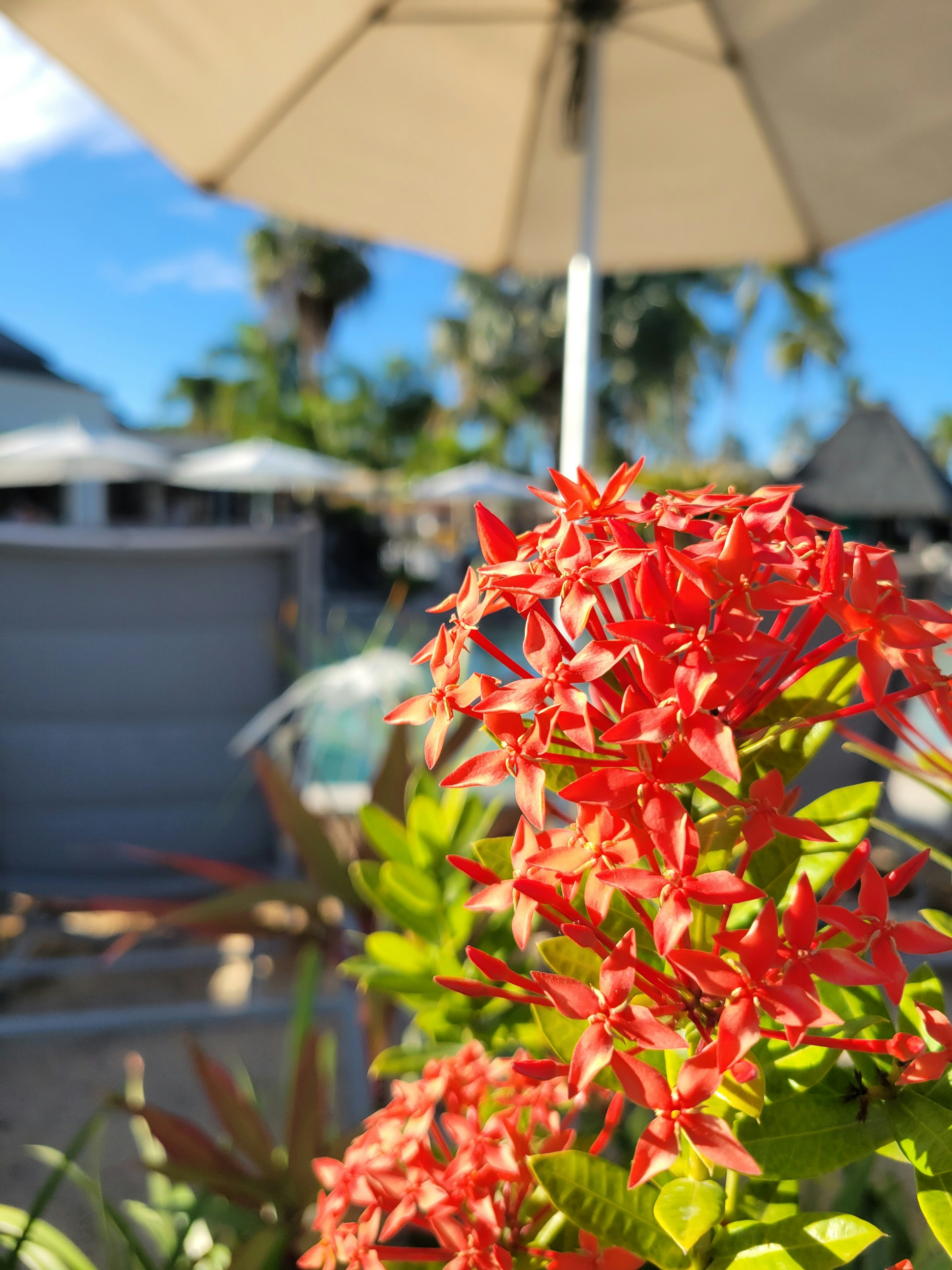 A close up of a plant with an umbrella in the background