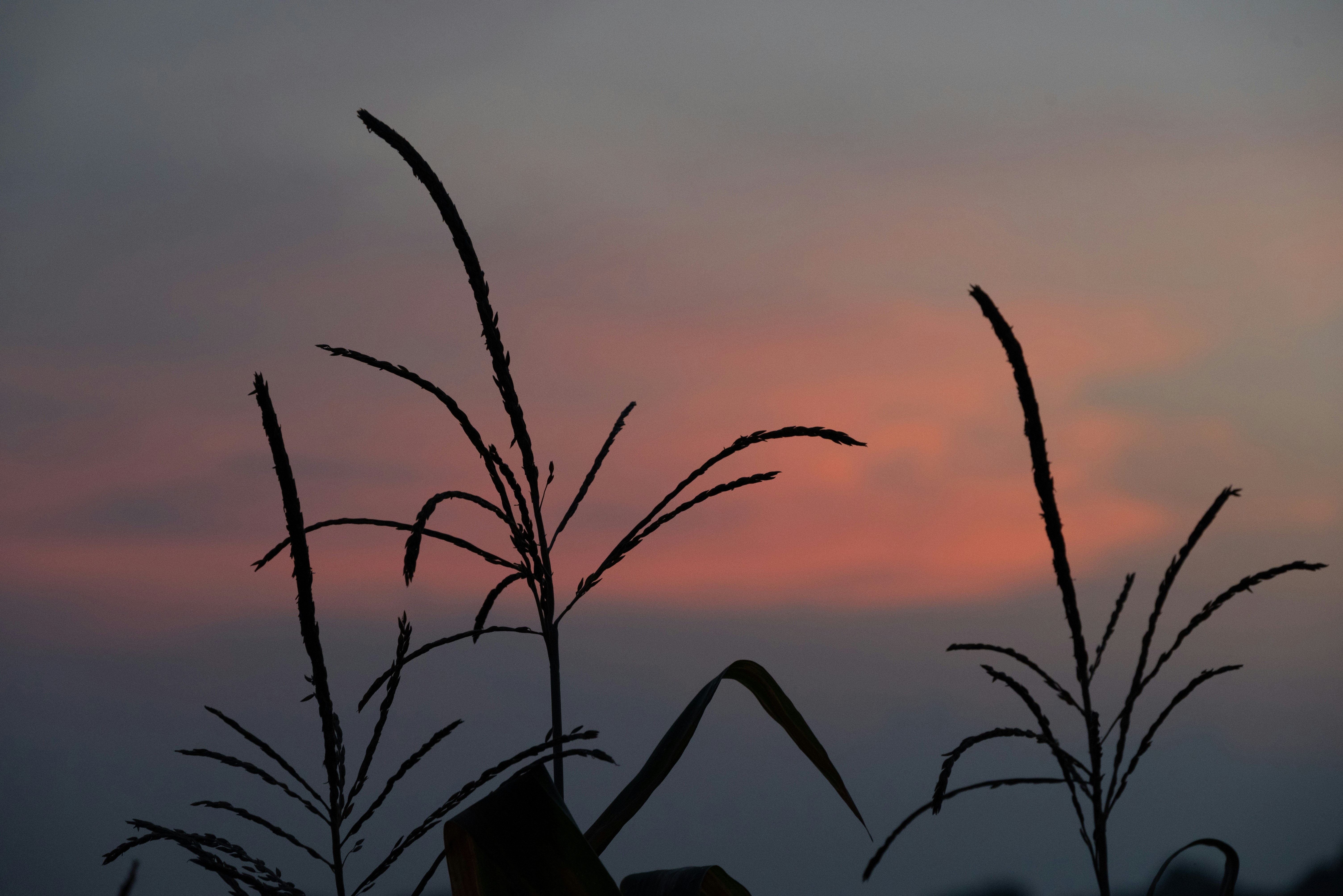 Photo by nikol_royce