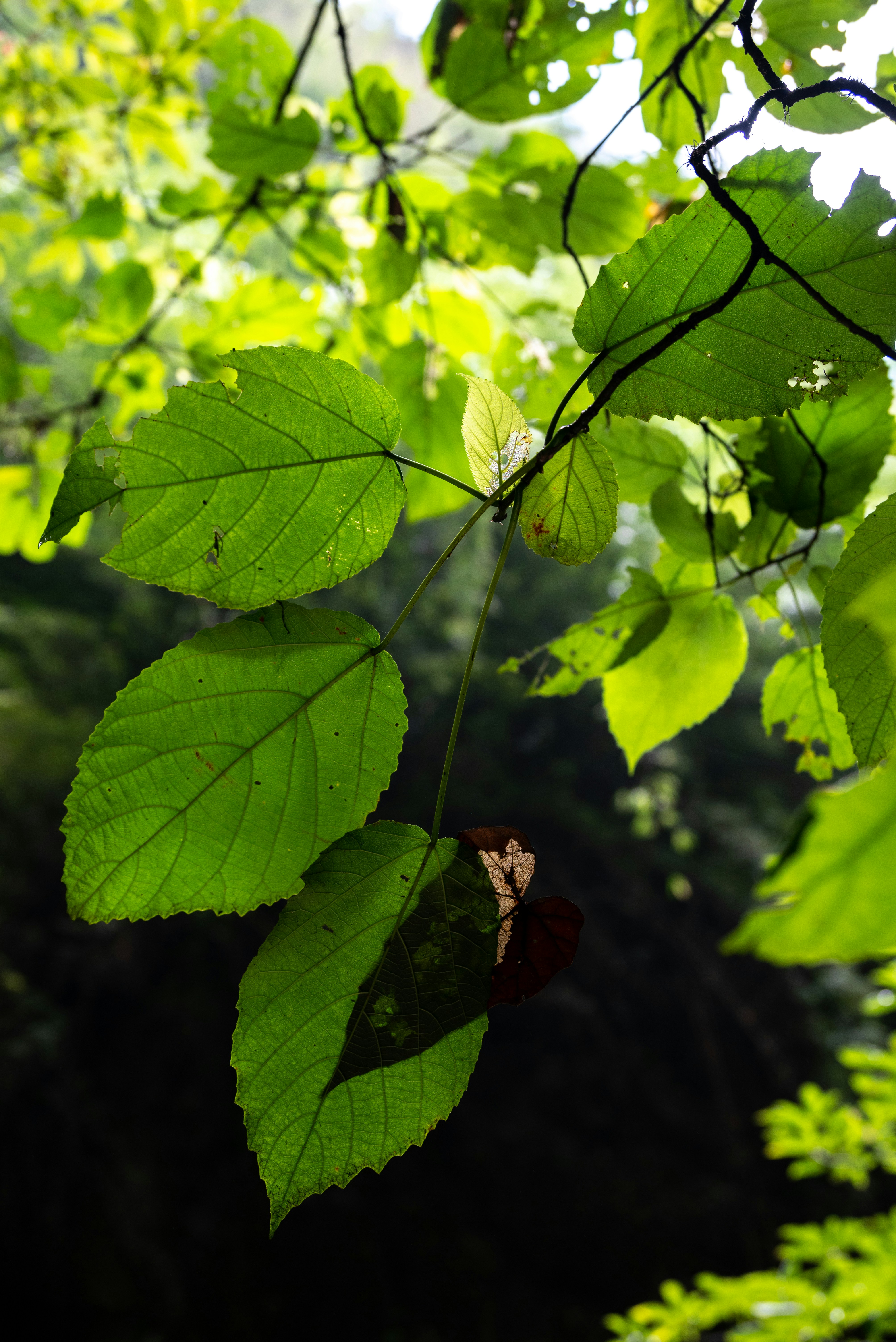 Photo by nikol_royce