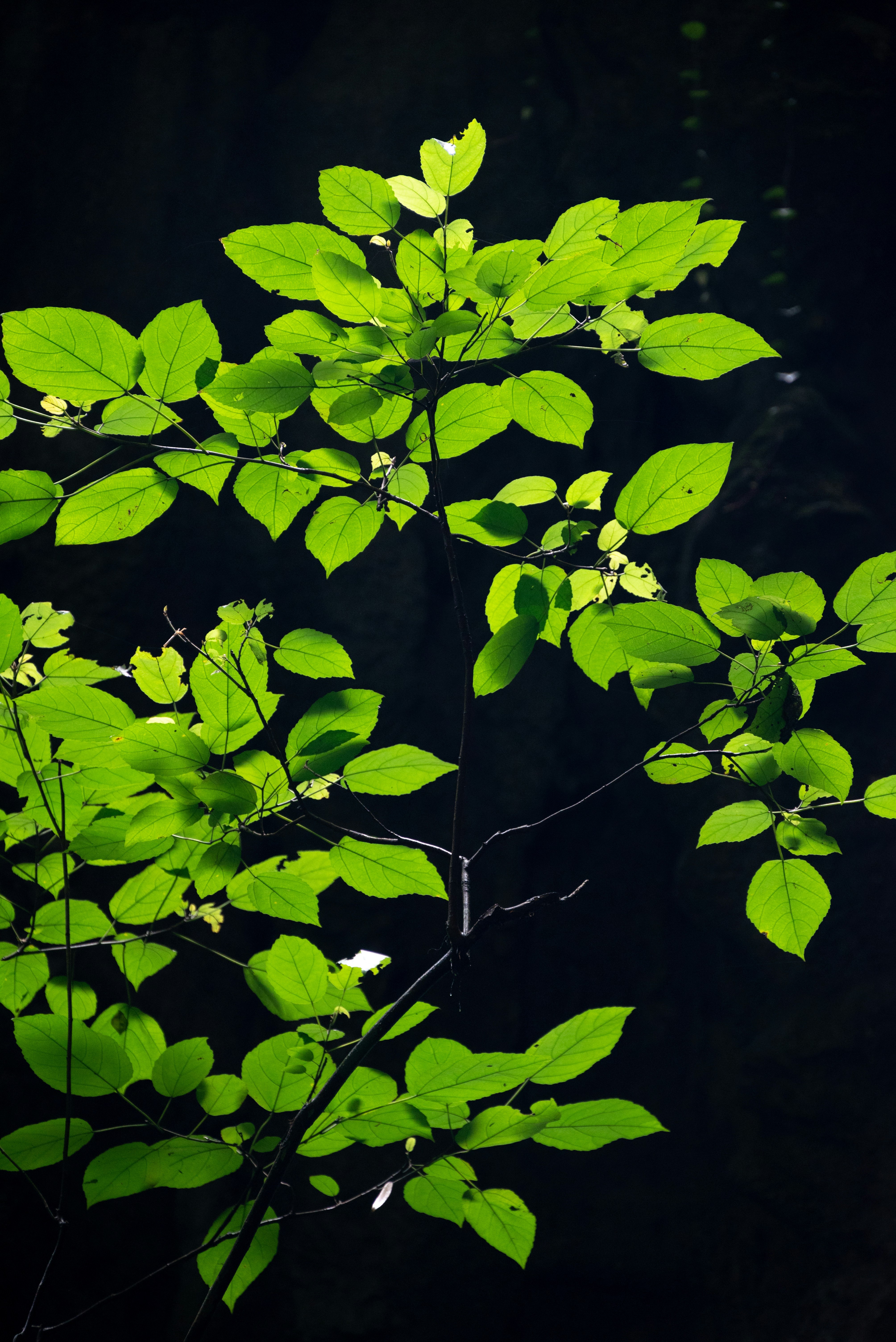 Photo by nikol_royce