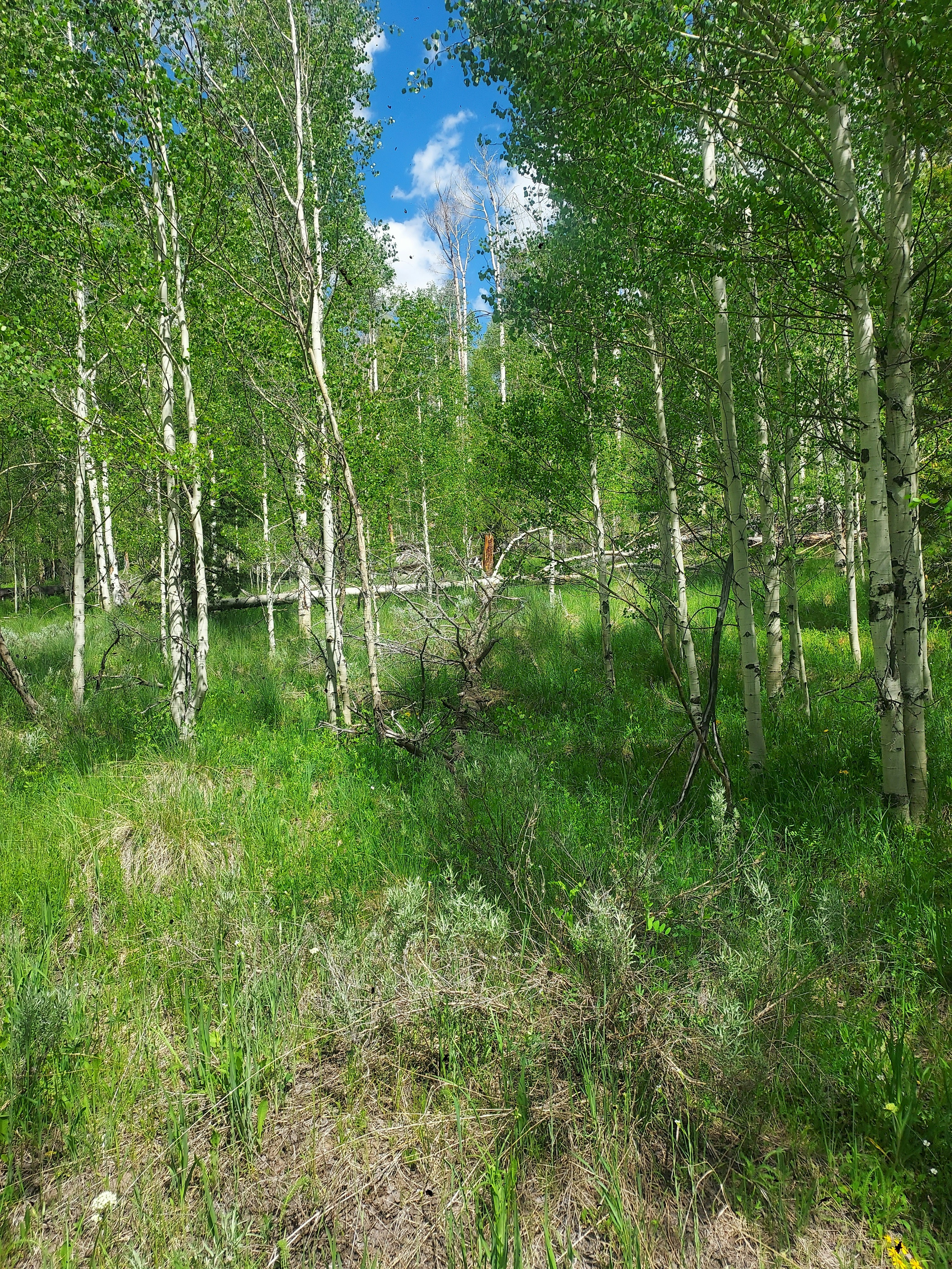 Photo by runnersdogs