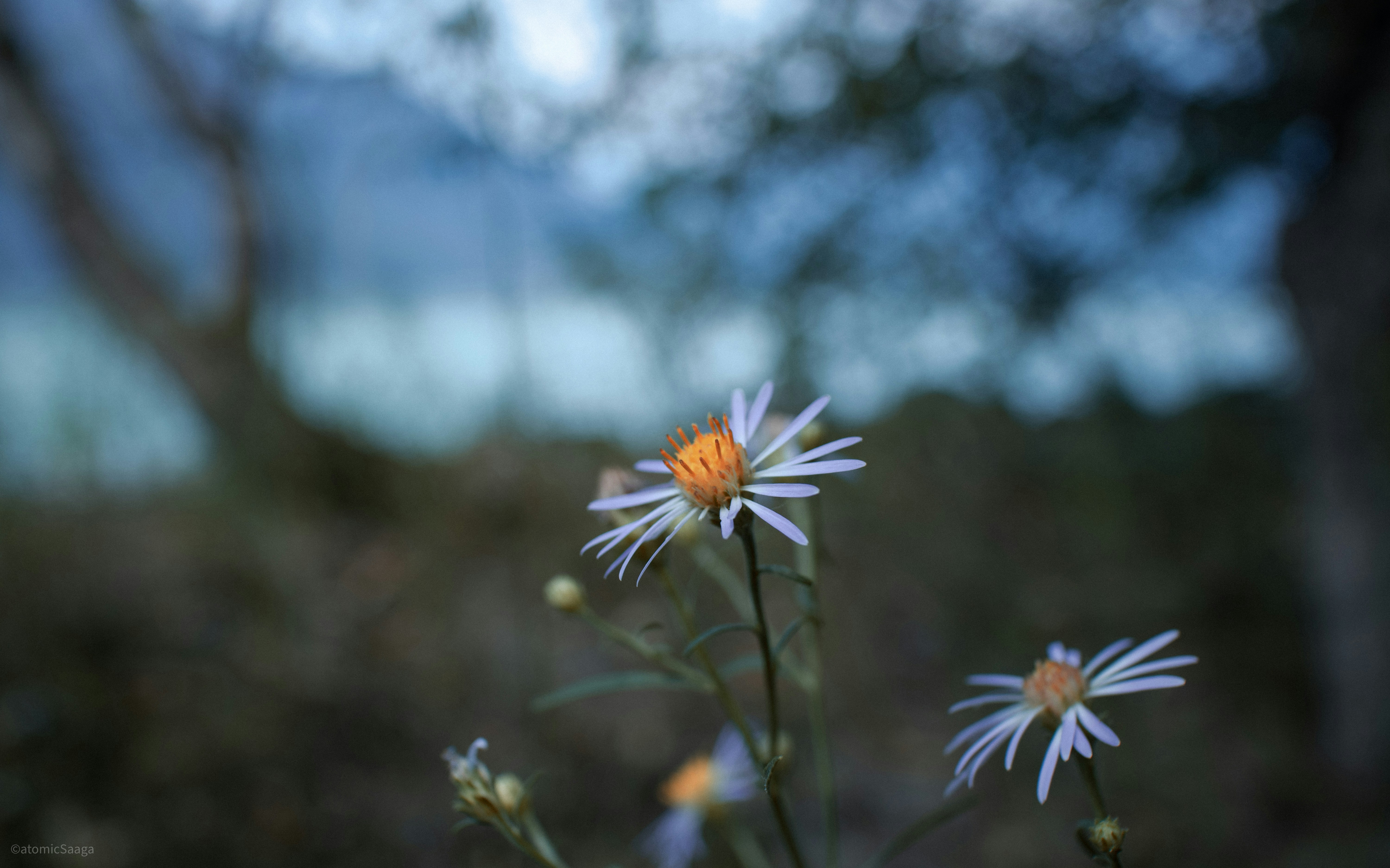 Photo by atomic_saaga