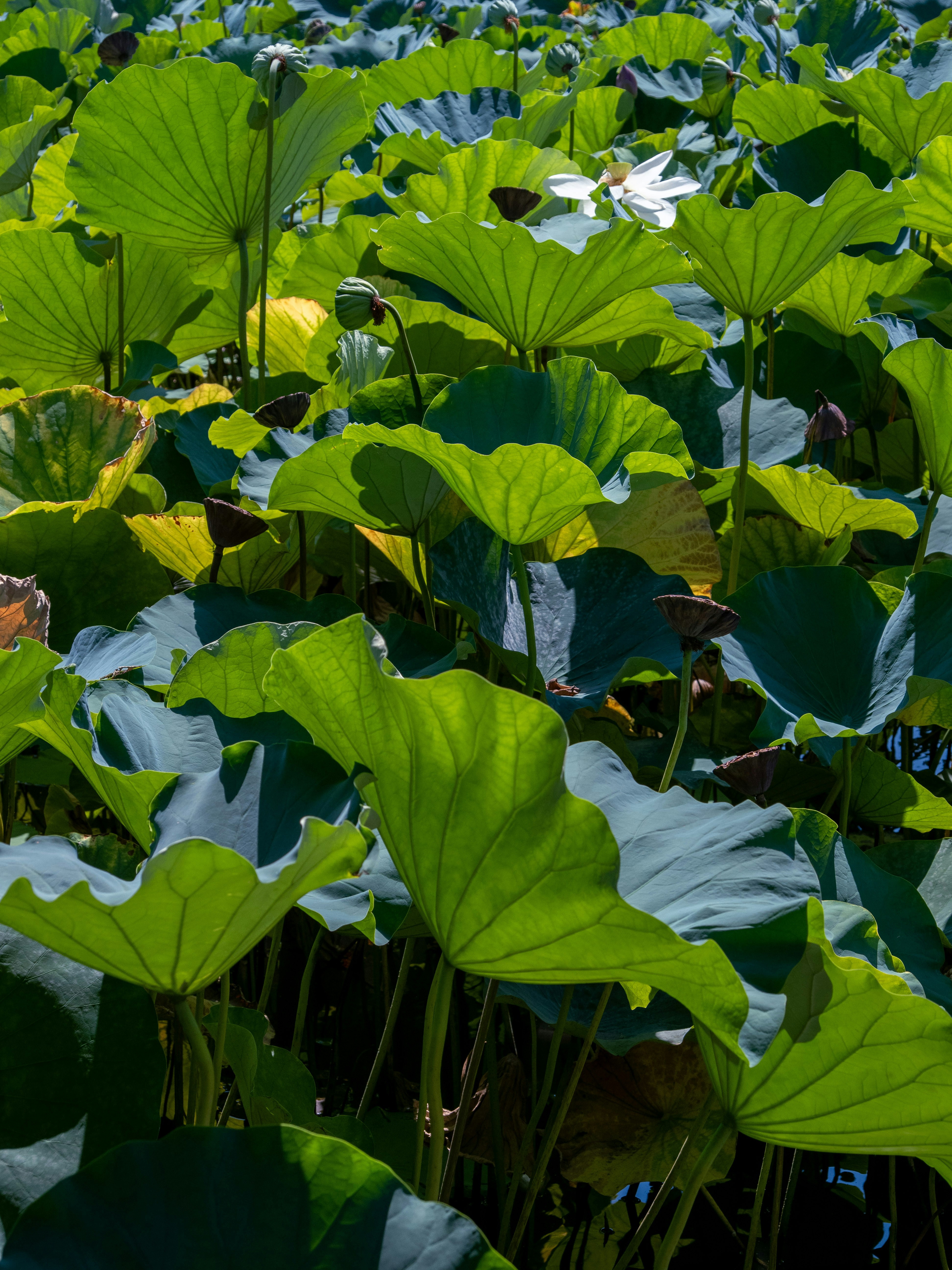 Photo by shellingfordyu