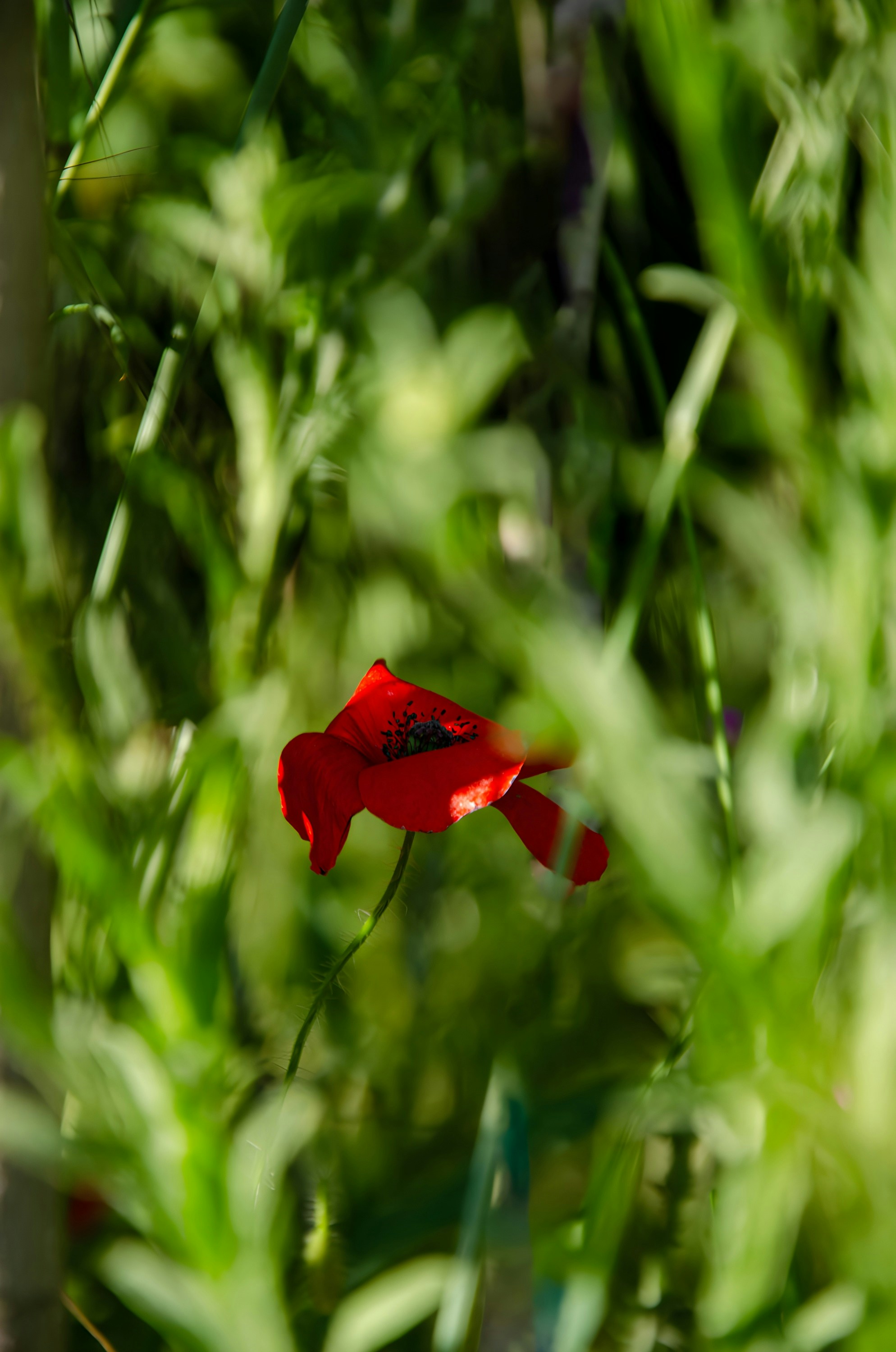 A single red flower in the middle of a green bush