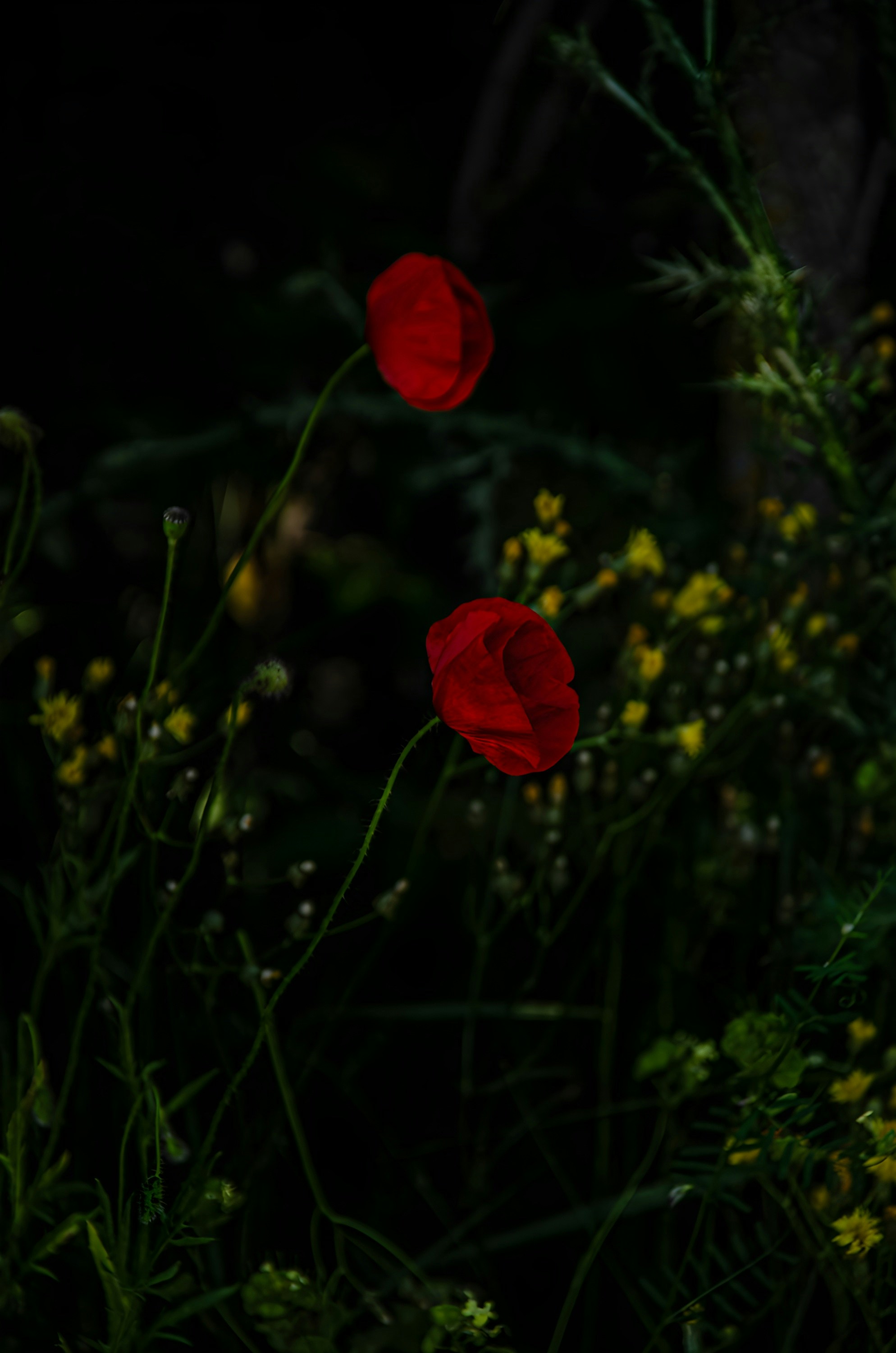 A couple of red flowers sitting in the middle of a field