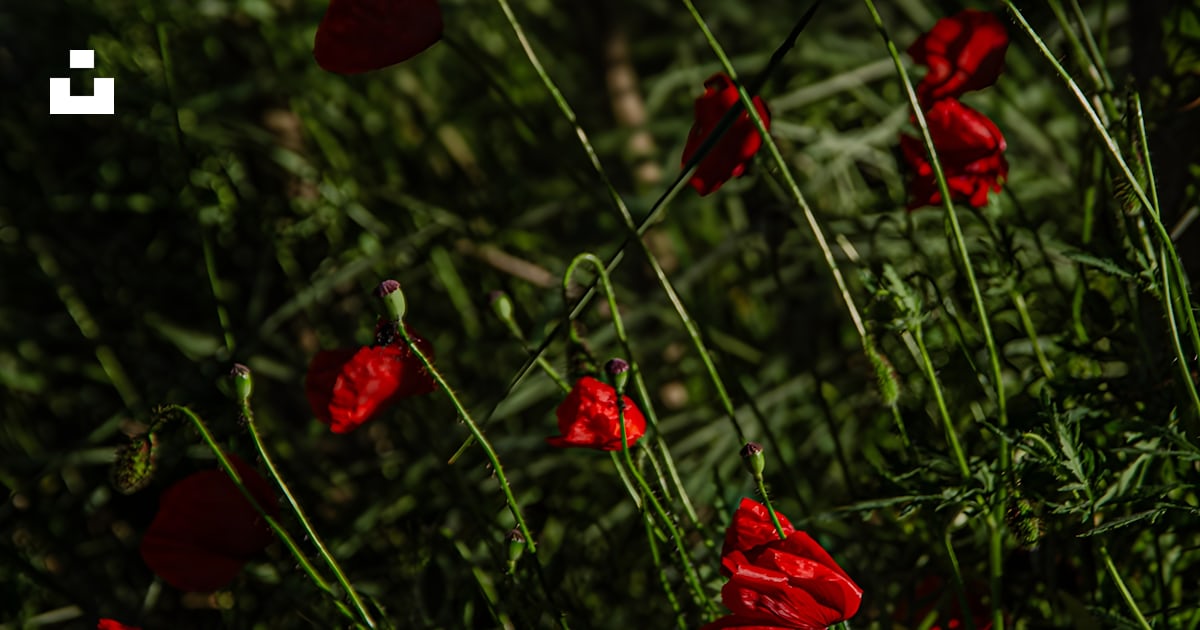 Un champ de fleurs rouges à côté d’une clôture photo – Image gratuite ...