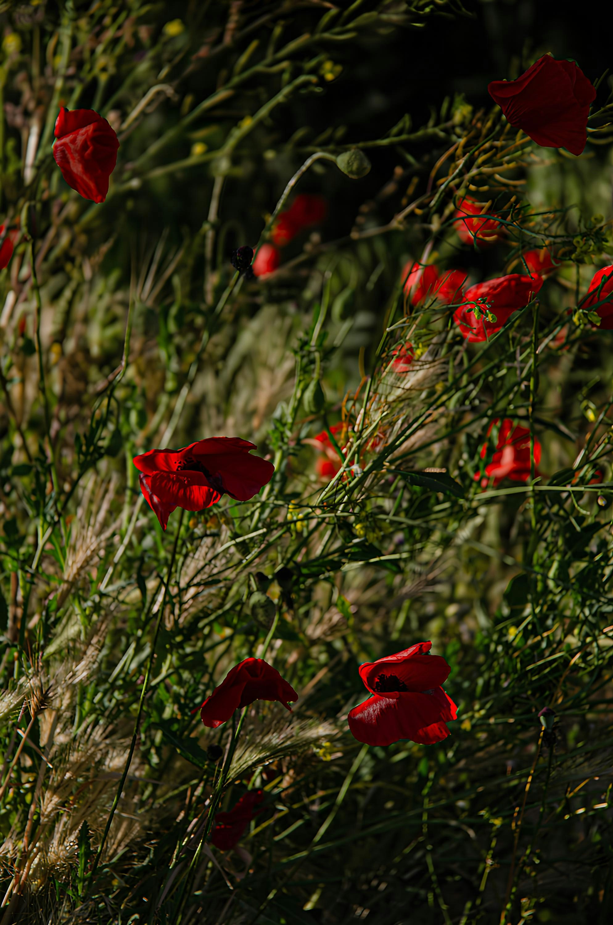 A bunch of red flowers that are in the grass