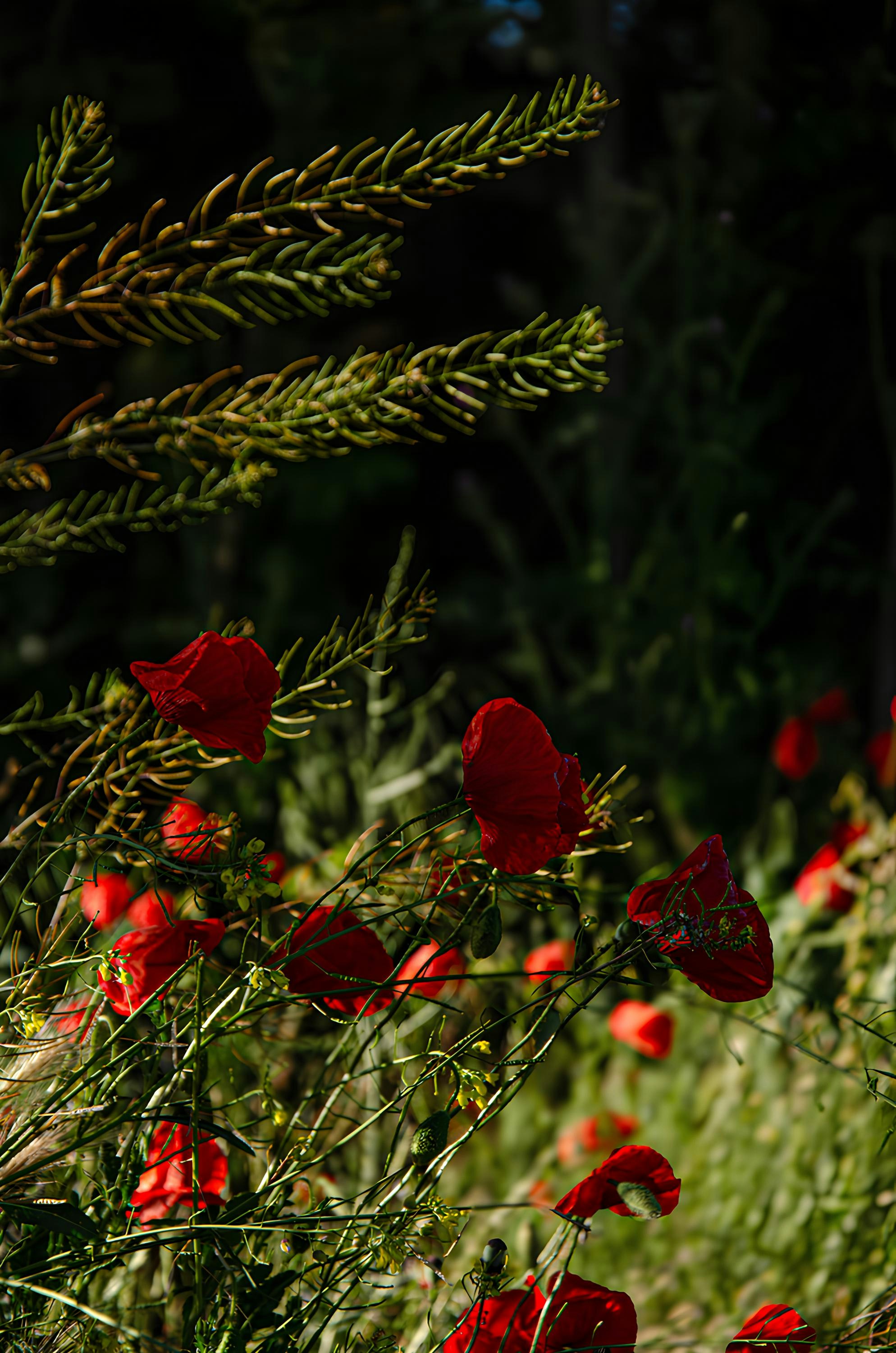 A bunch of red flowers in a field