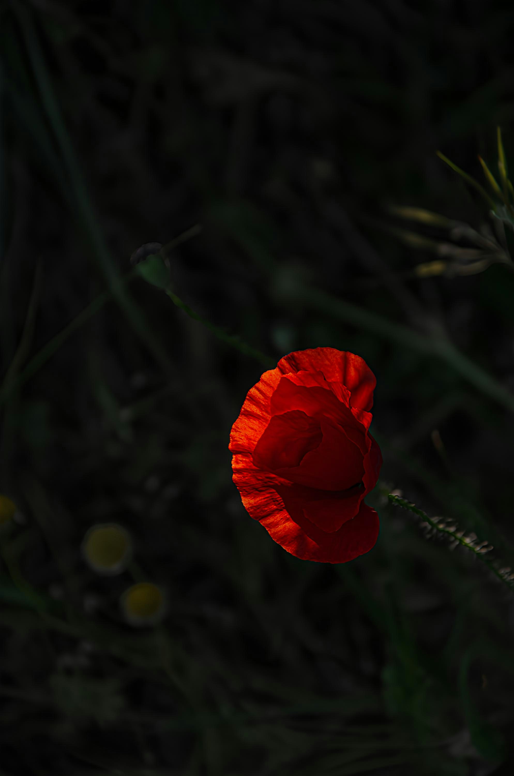 A single red flower sitting in the grass