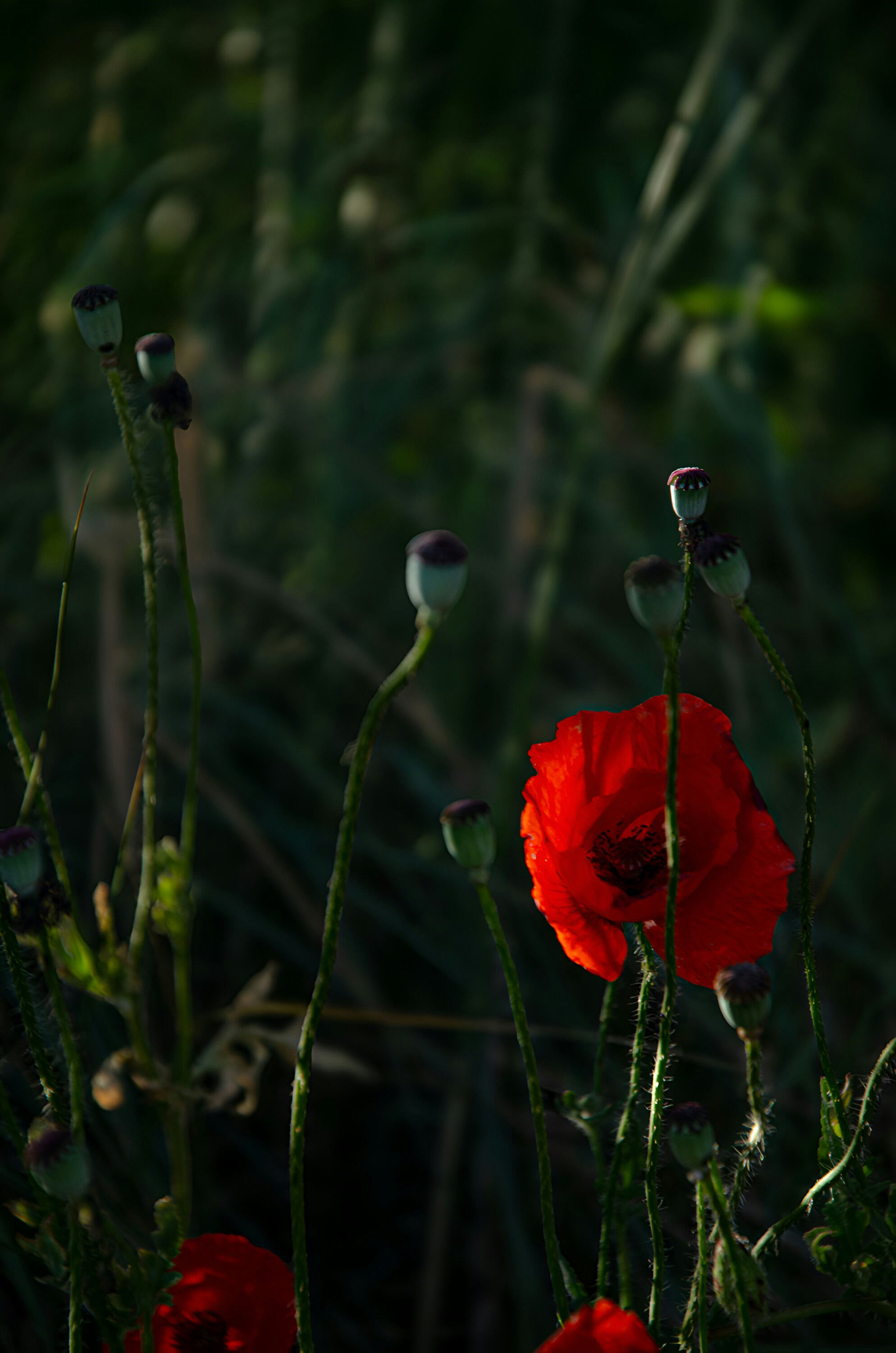 Photo by valerelli