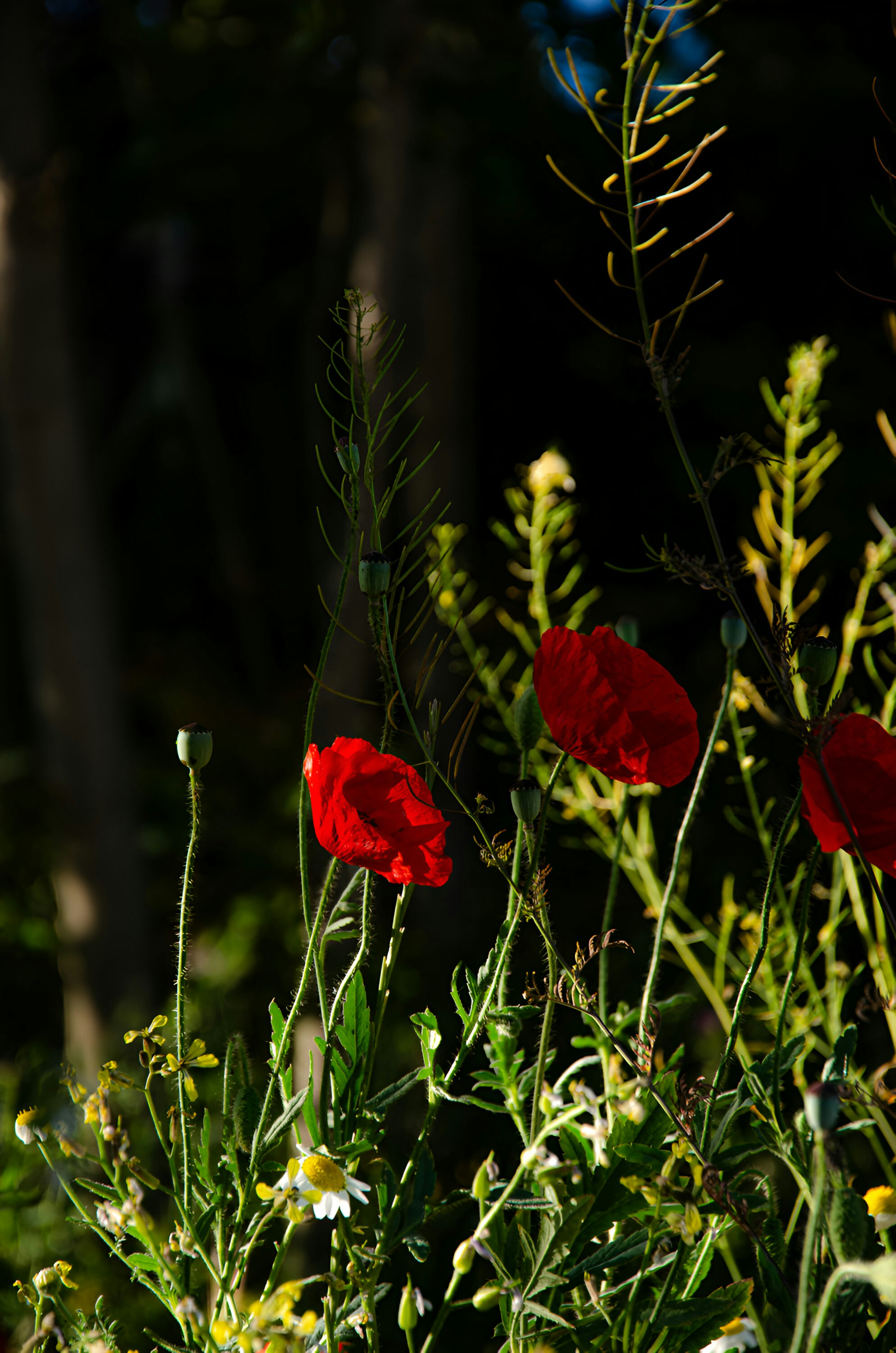 A bunch of red flowers that are in the grass
