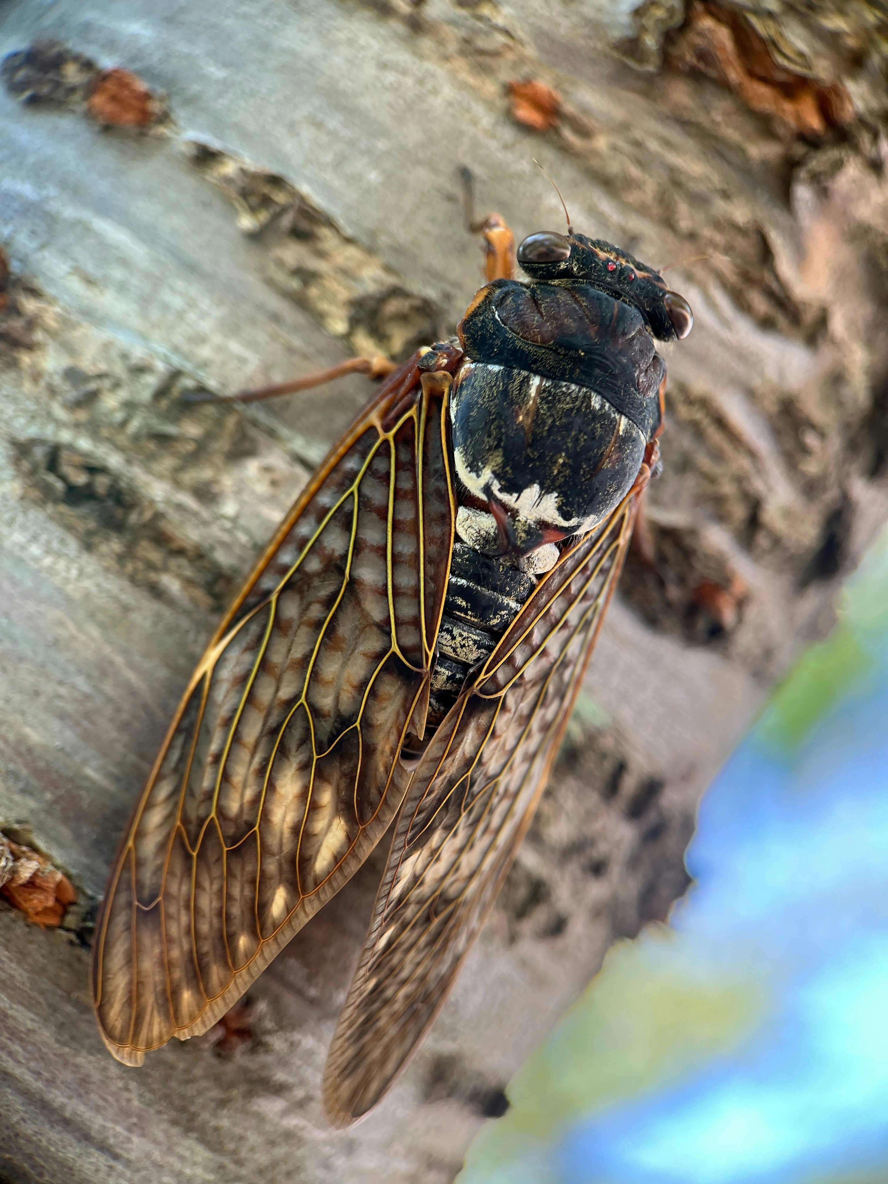 A close up of a fly on a tree photo – Free Animal Image on Unsplash