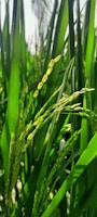 A close up of a green plant with lots of leaves