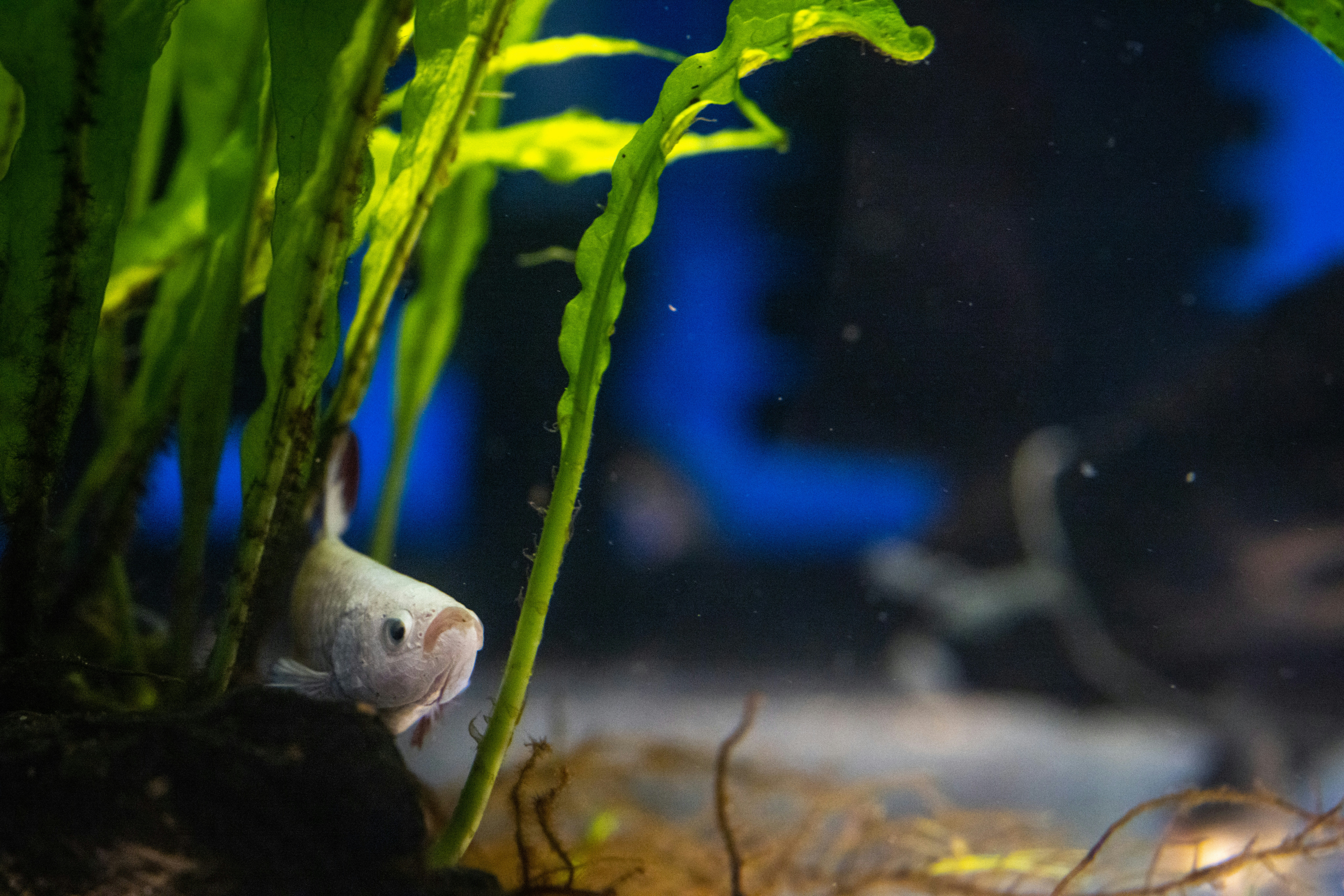 A fish in a tank with plants and water