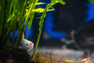 A fish in a tank with plants and water