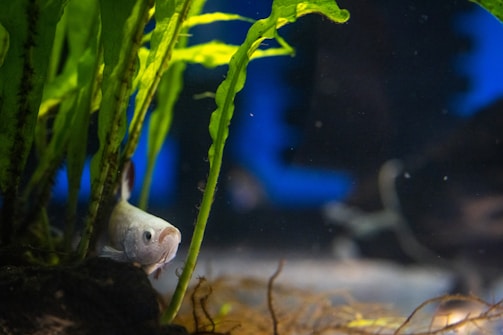 A fish in a tank with plants and water