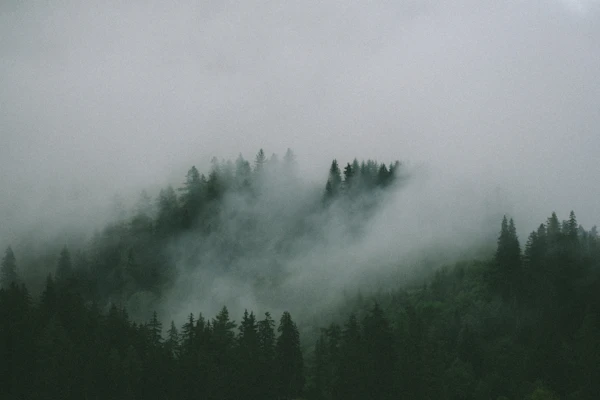 霧の山と木々