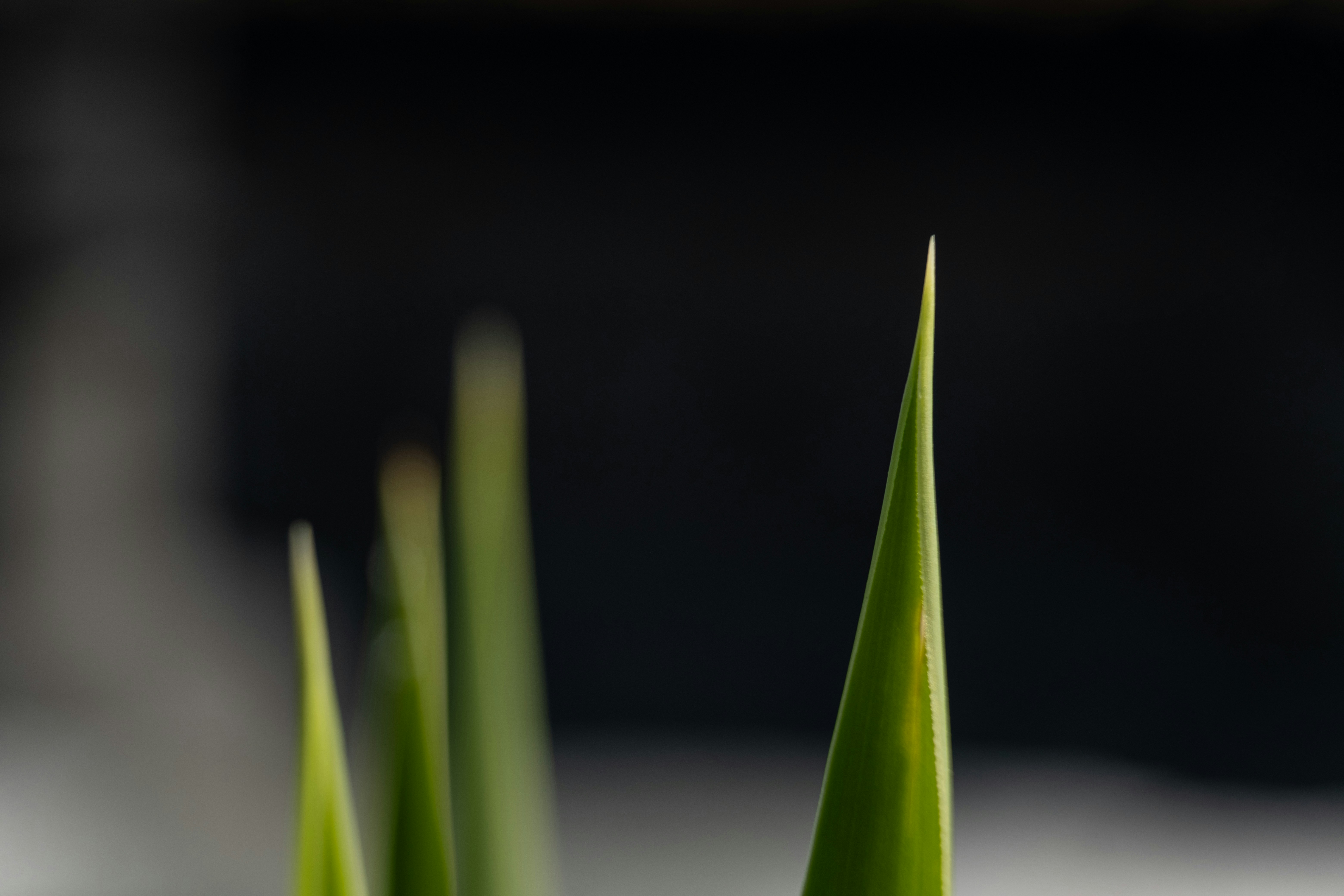 Photo by francesco_ungaro