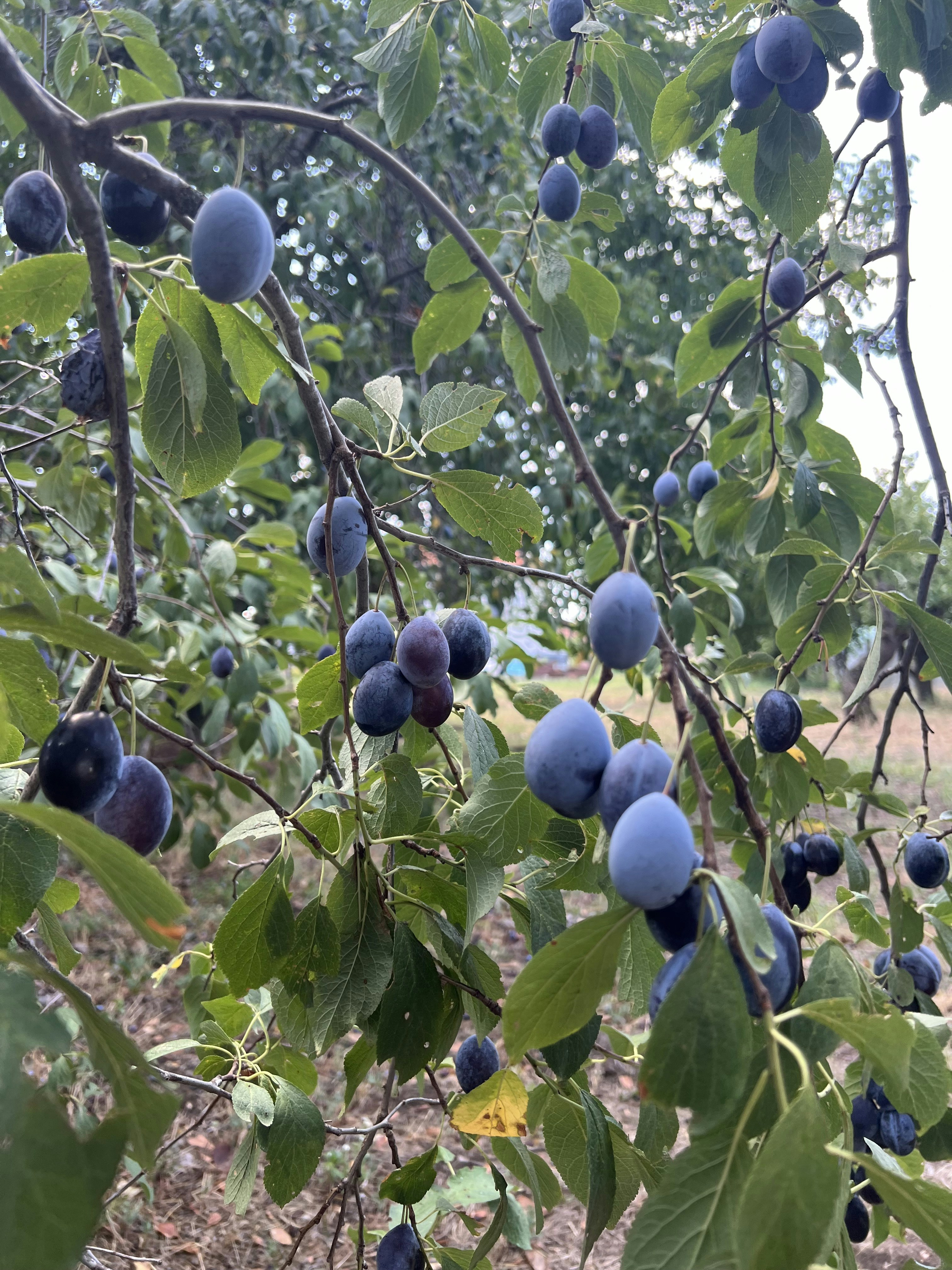 A bunch of blue berries hanging from a tree
