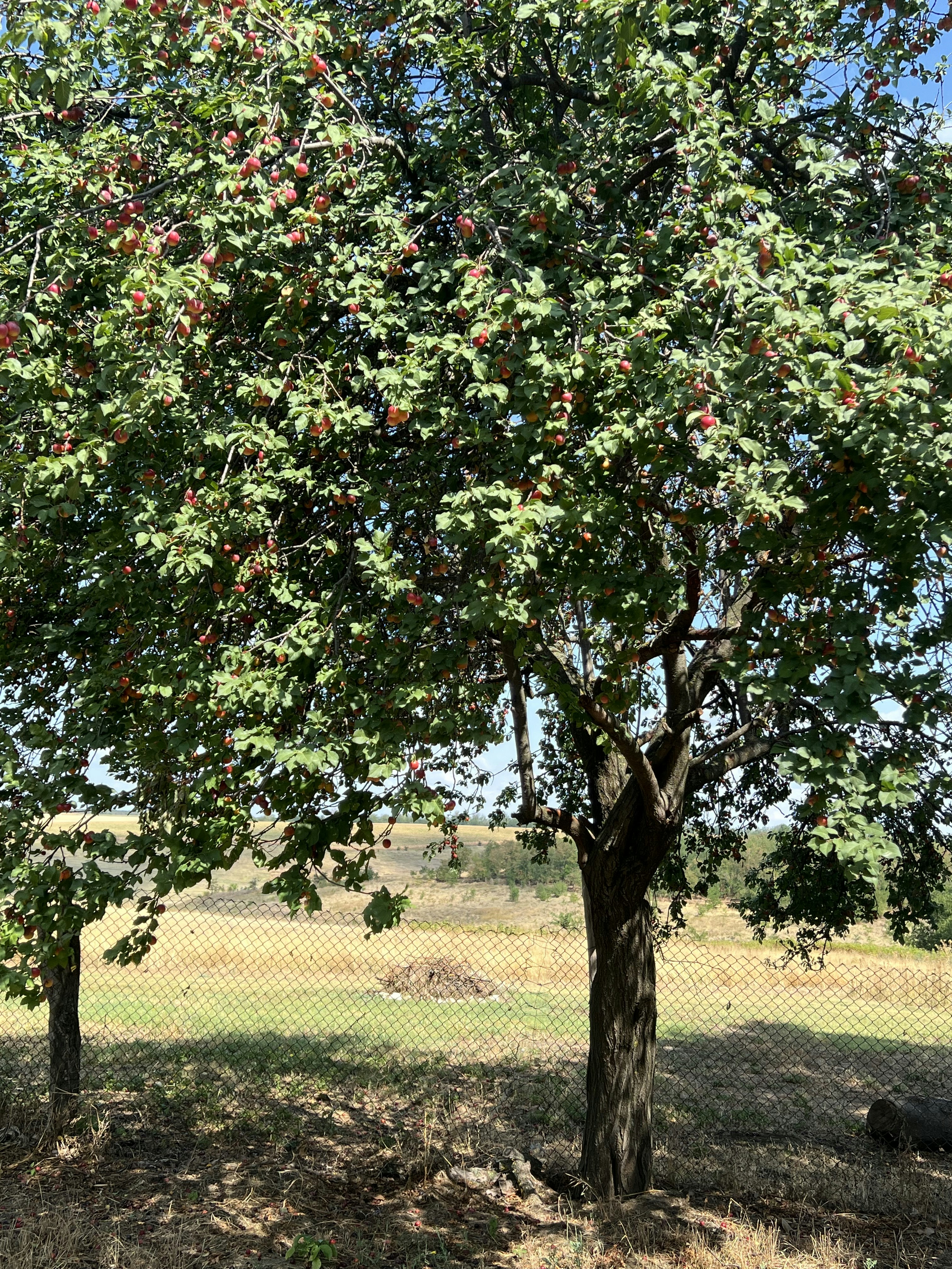Plum trees