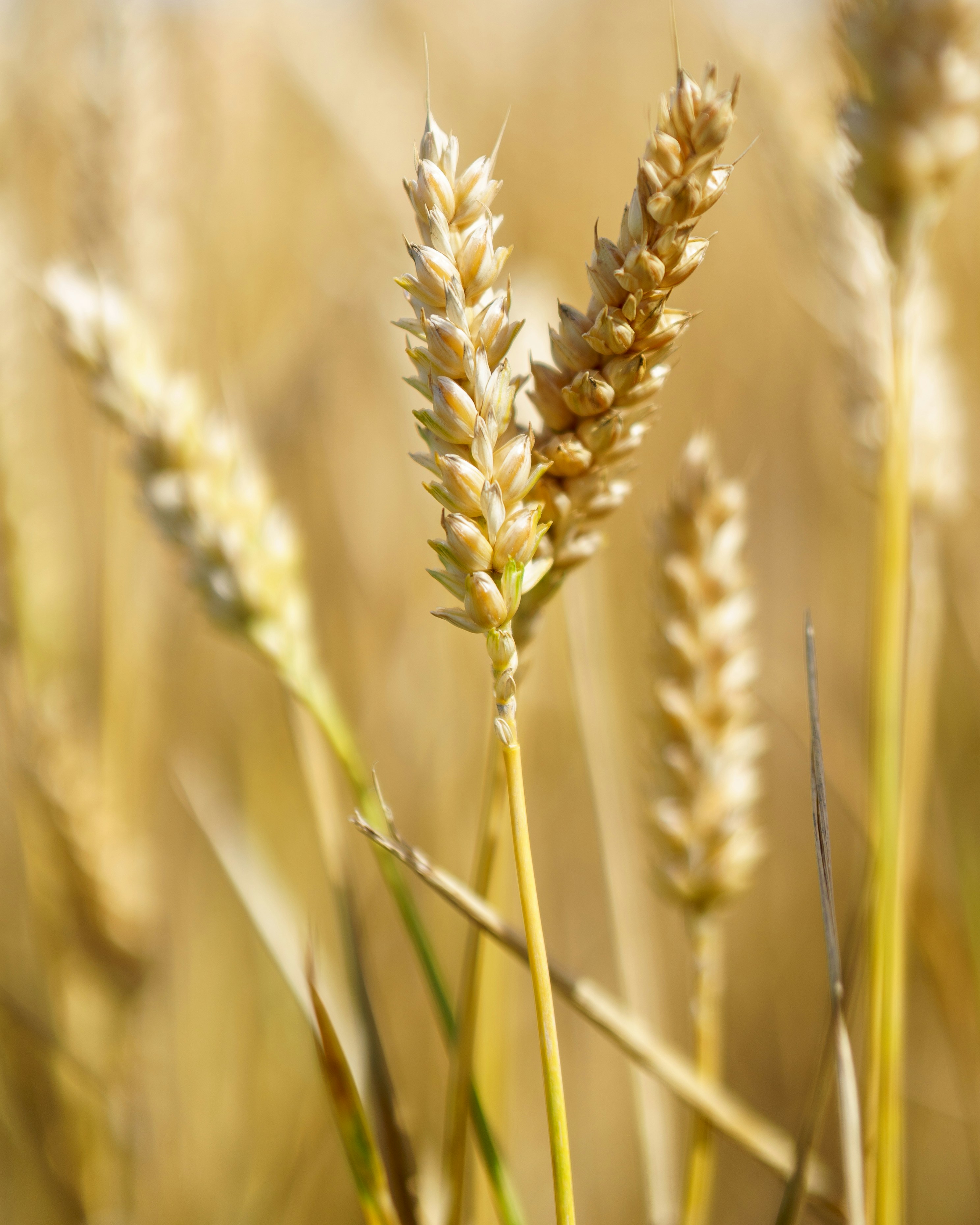 photo-1723530904043-8856fe08ab98?ixid=M3wxMjA3fDB8MXxzZWFyY2h8MTIyfHxyaXBlJTIwdmFwZXN8ZW58MHx8fHwxNzQwMTU0NDE2fDA%5Cu0026ixlib=rb-4.0.3