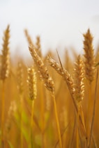 A close up of a field of wheat
